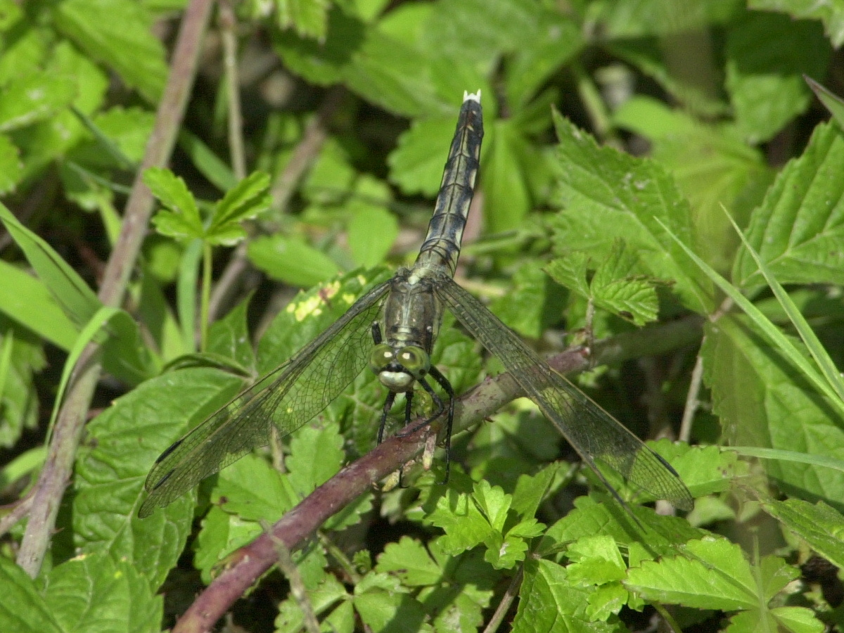 orthetrum_albistylum2md