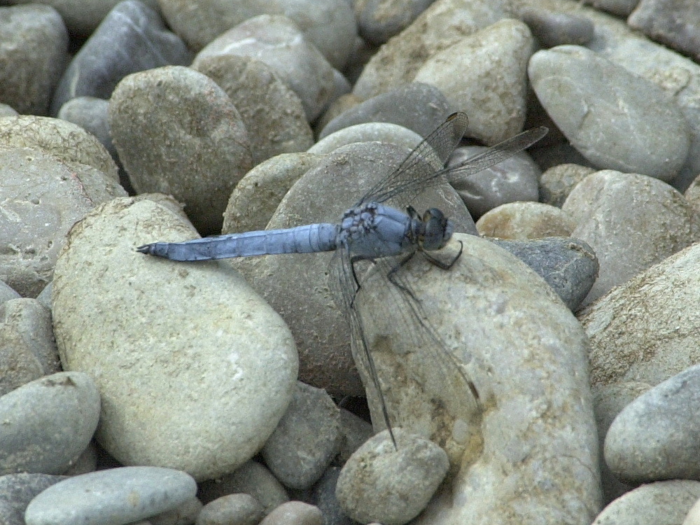 orthetrum_brunneum4md