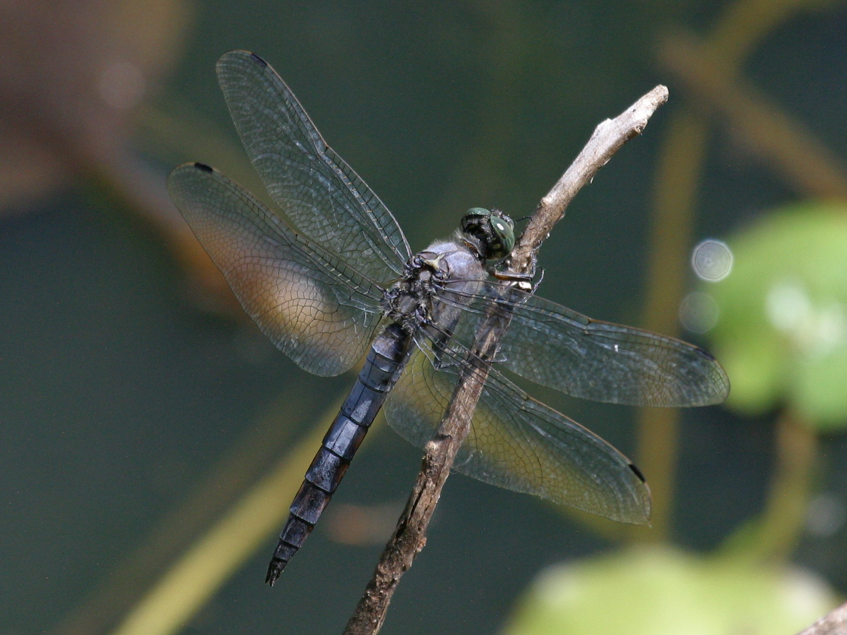 orthetrum_brunneum6bd