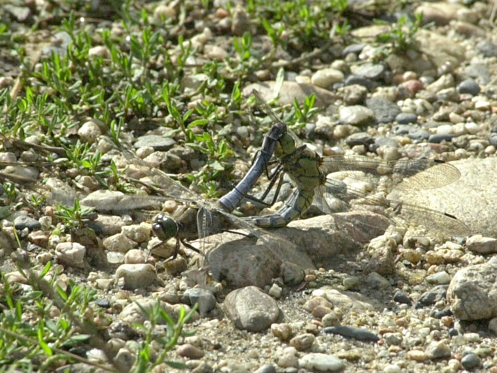 orthetrum_cancellatum3md