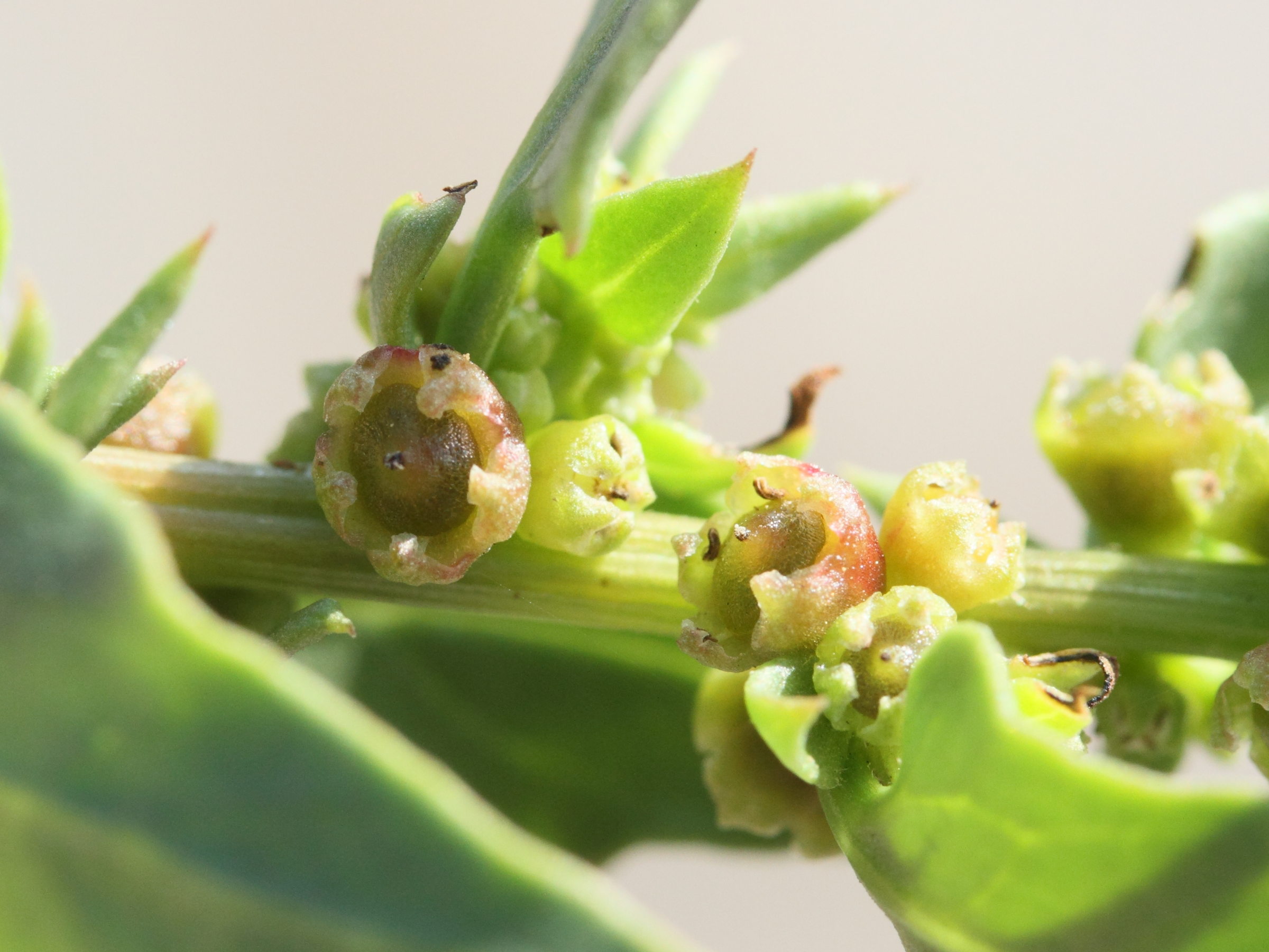 patellifolia_patellaris3md