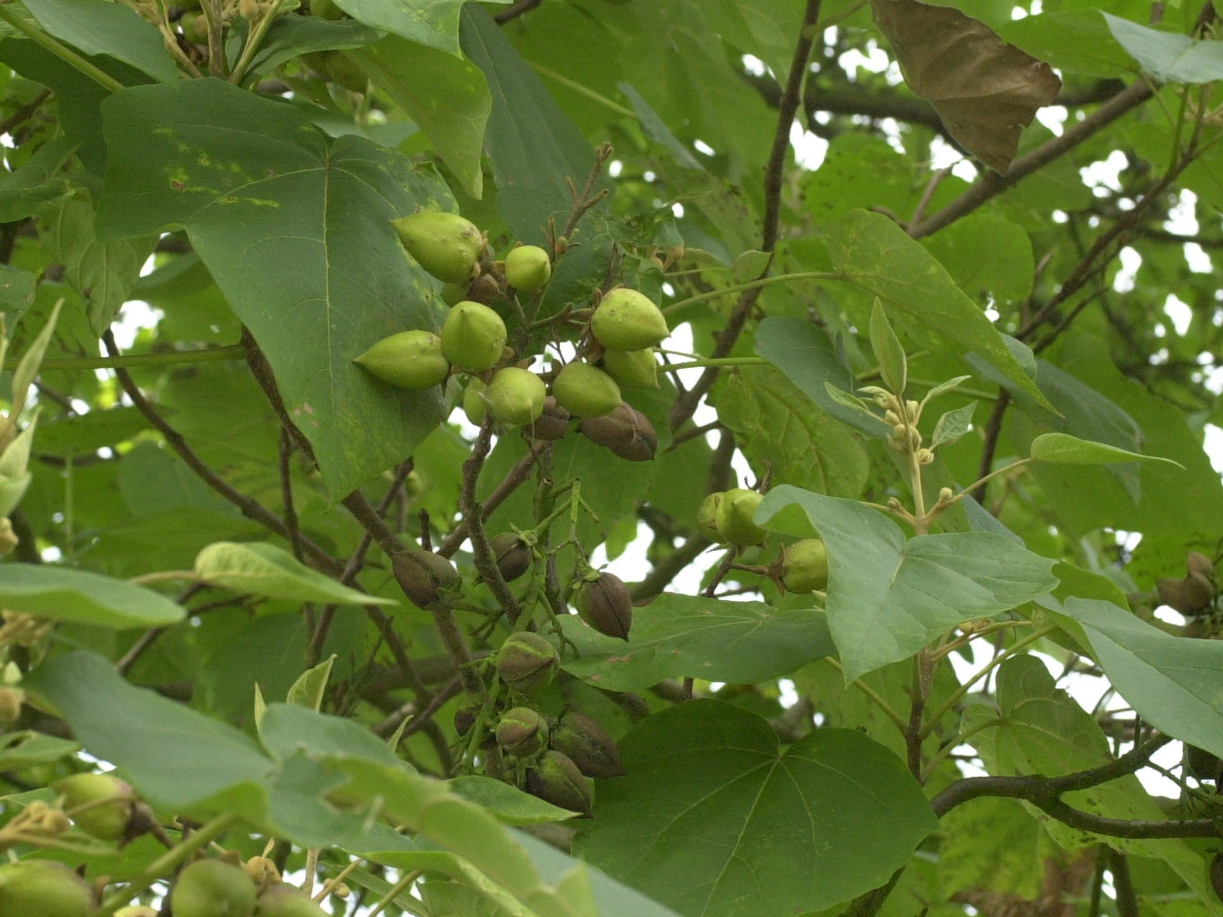 paulownia_tomentosa4md