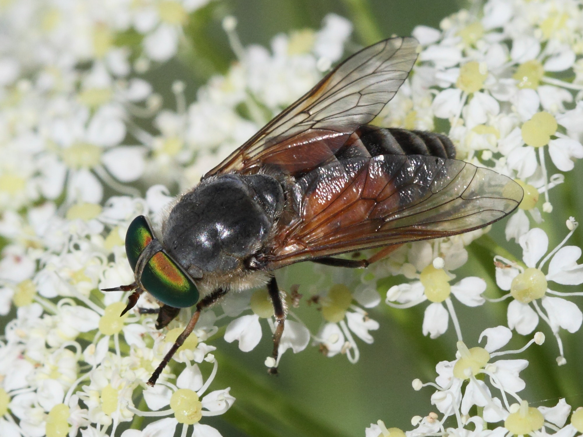 philipomyia_aprica5bd