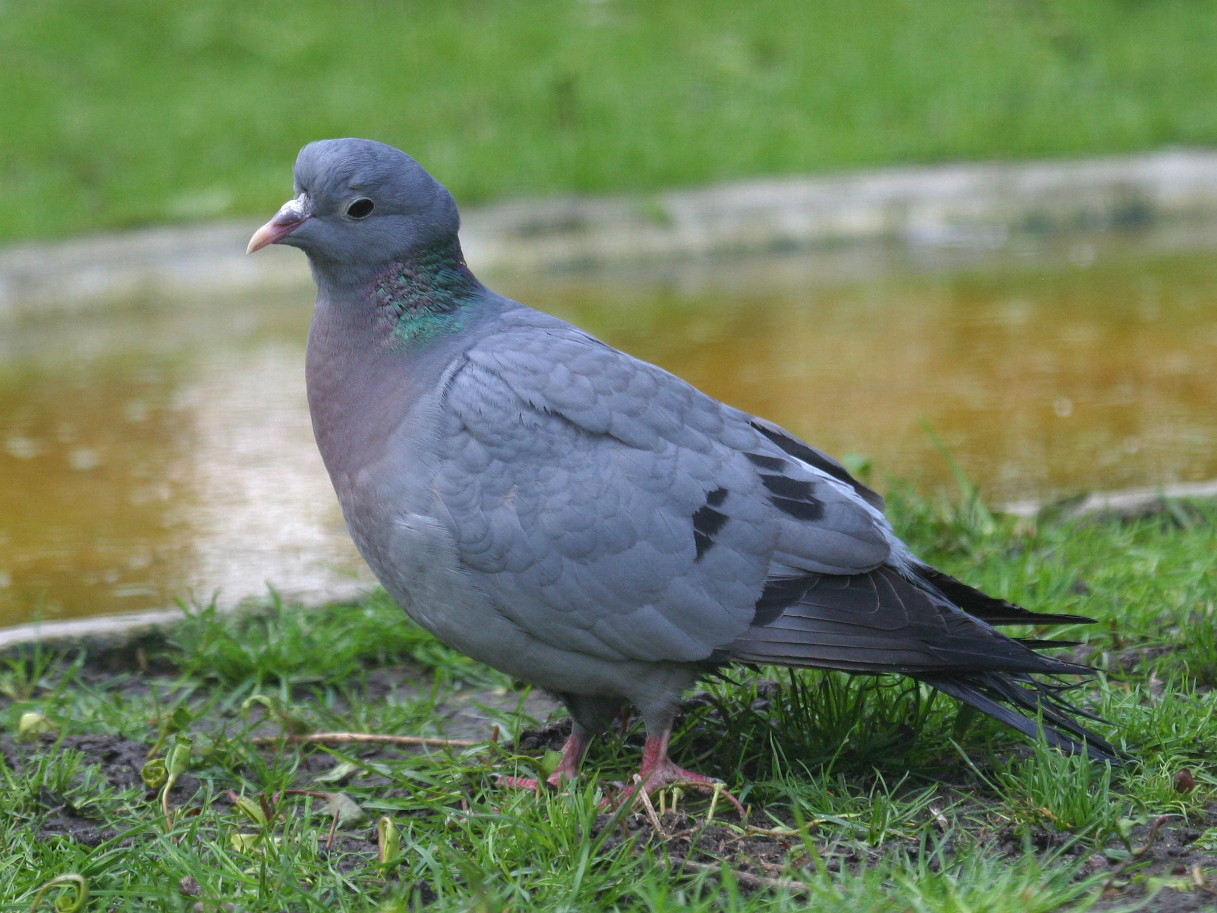 pigeon_colombin_-_columba_oenas1bd