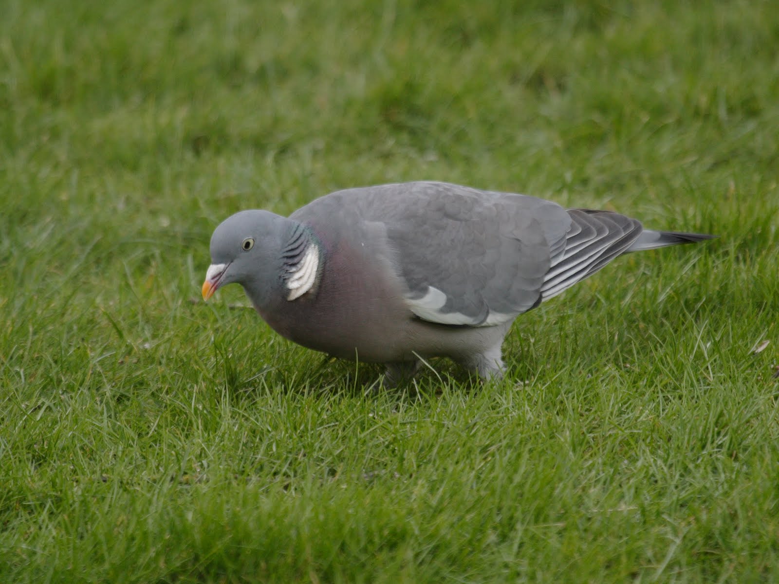 pigeon_ramier_-_columba_palumbus1bbd