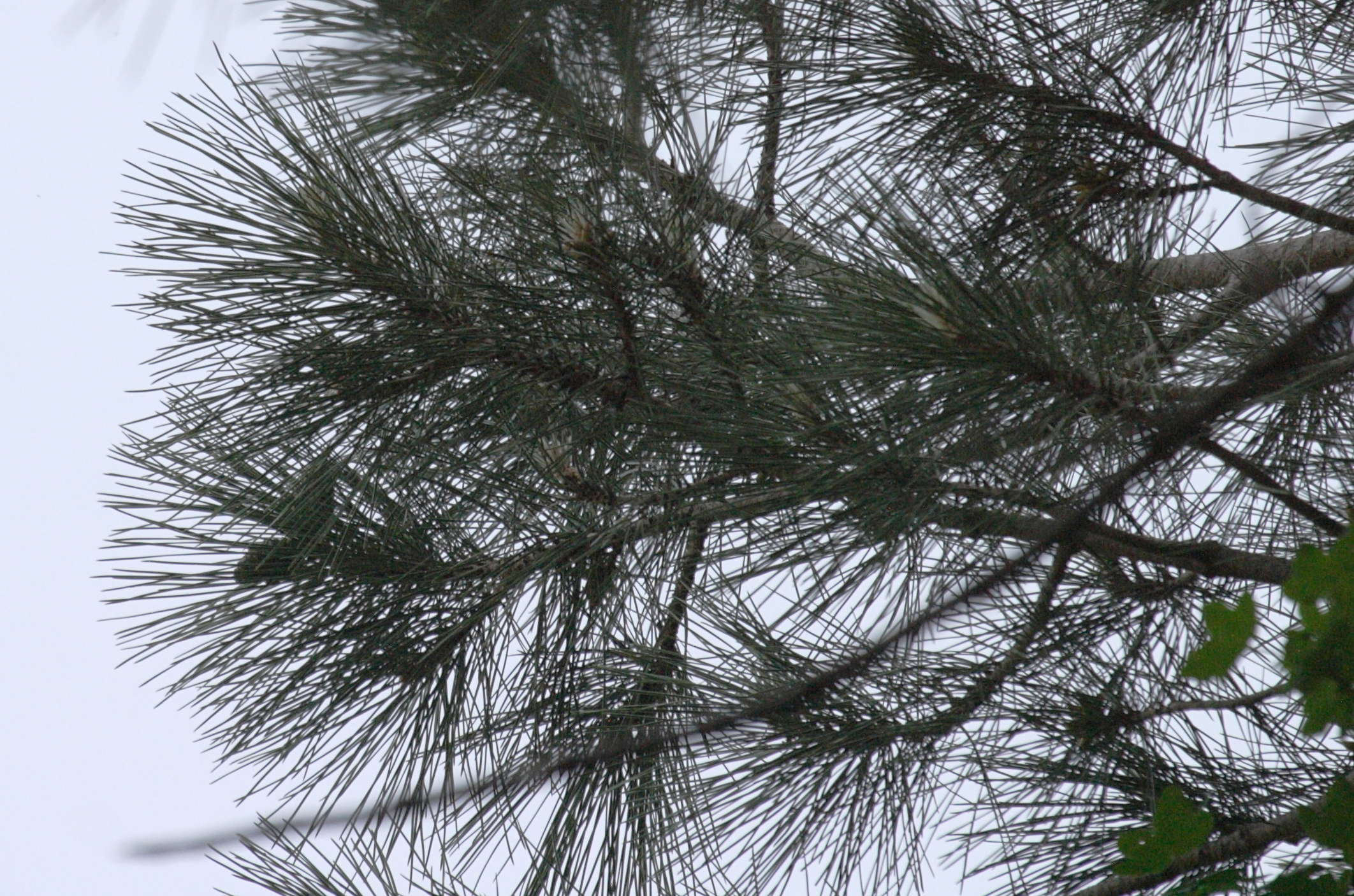 pinus_nigra_laricio2bd