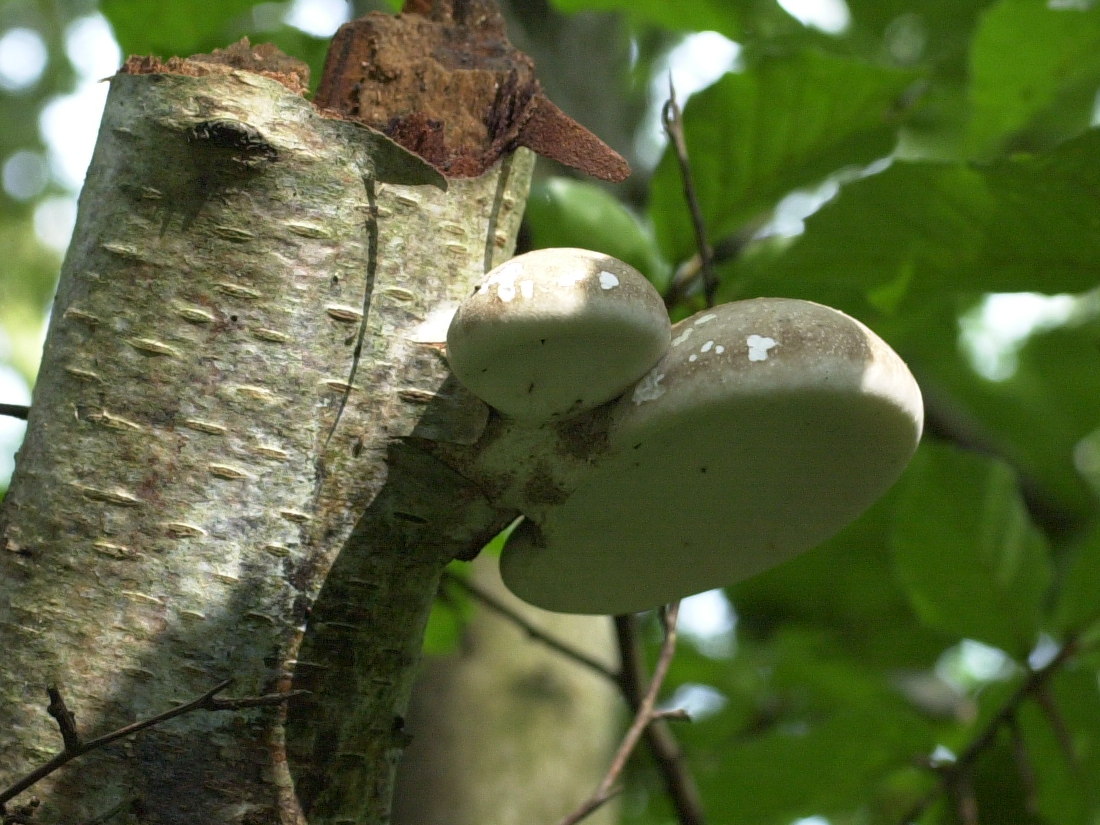 Afficher le média piptoporus_betulinus3bd piptoporus_betulinus3bd