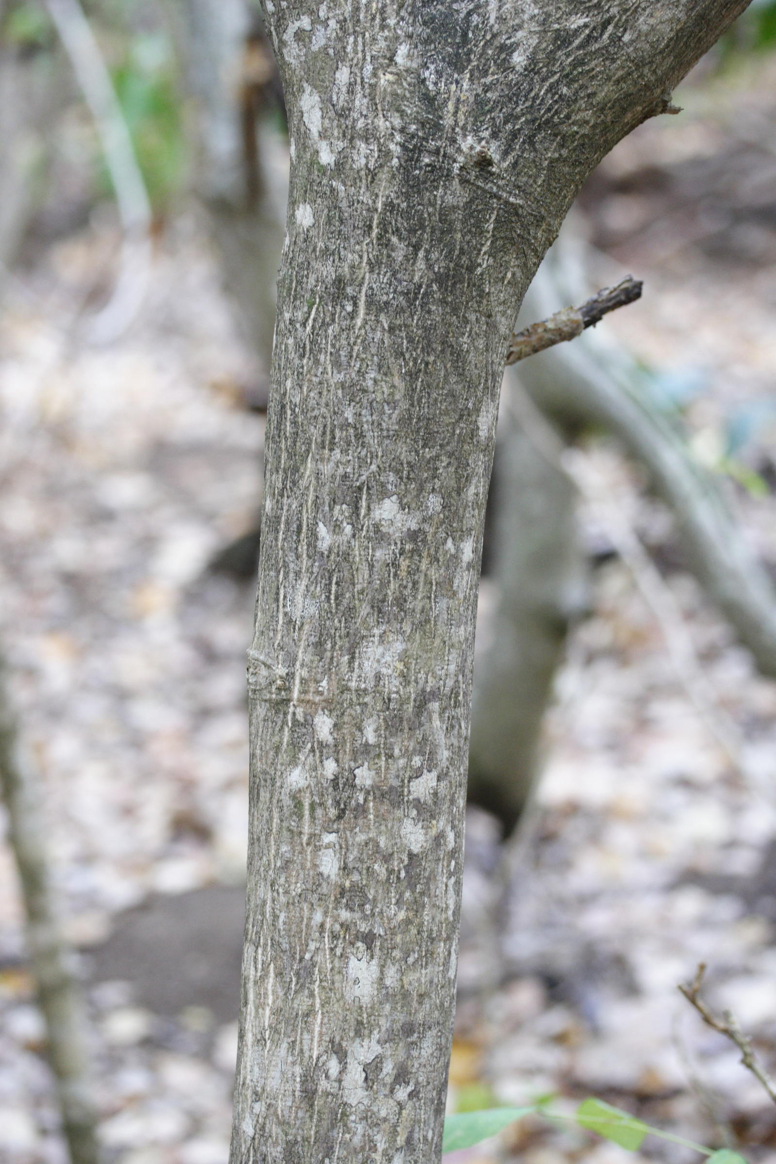 piscidia_carthagenensis1md