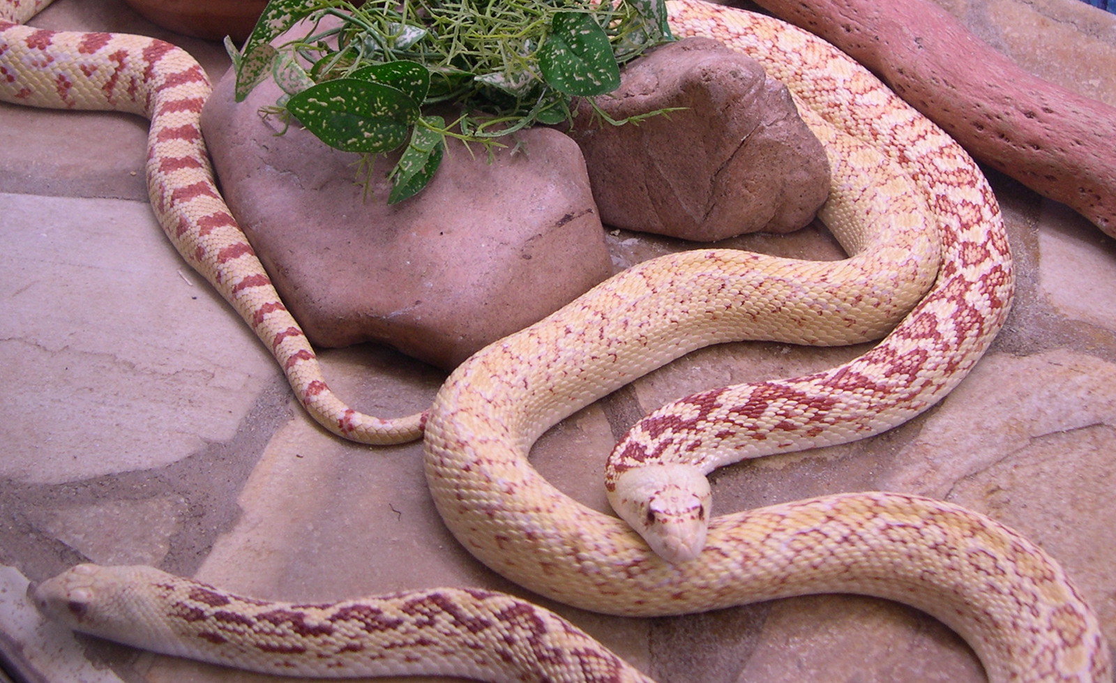 pituophis_catenifer_affinis1md