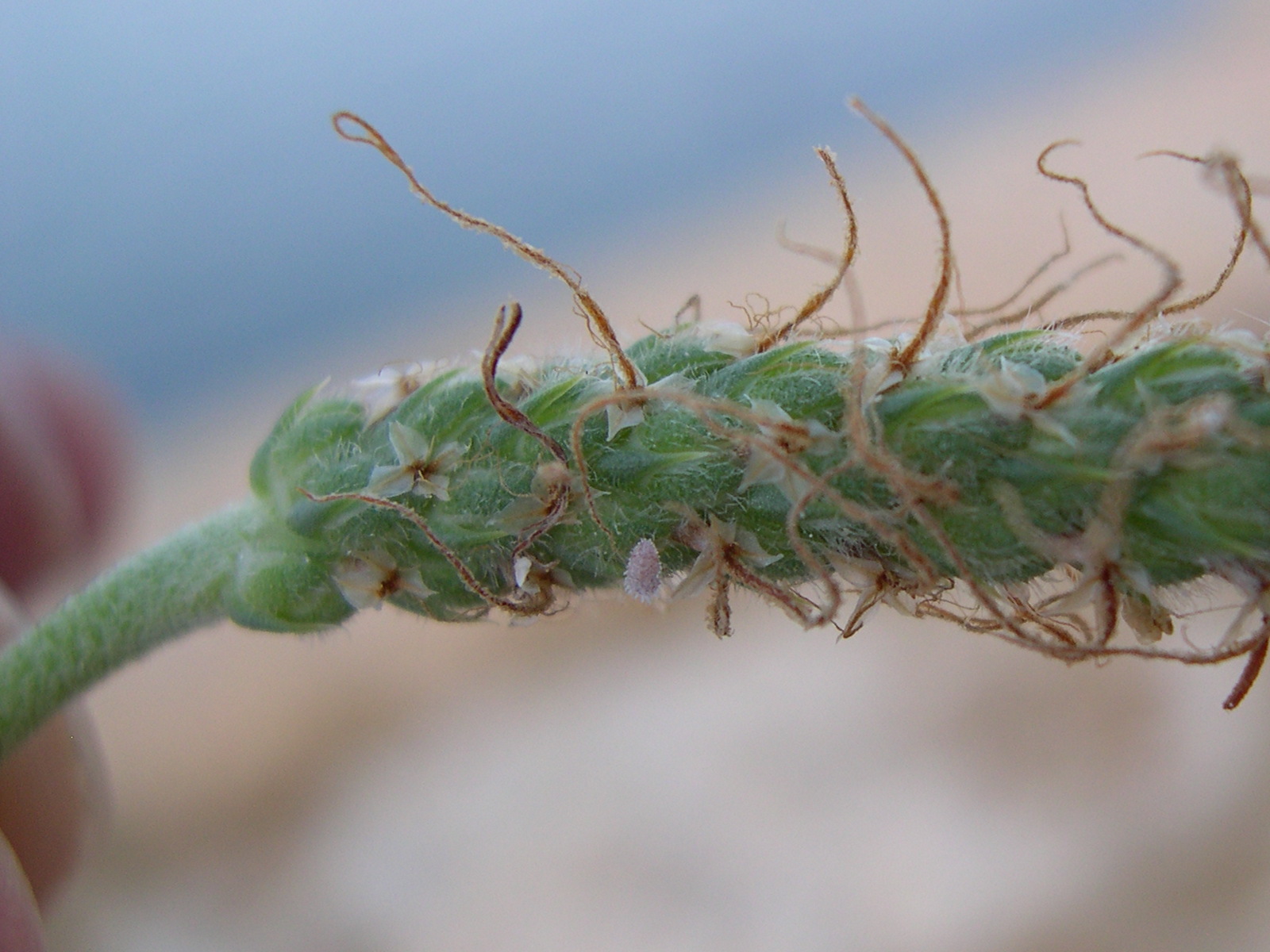 plantago_coronopus_humilis2md