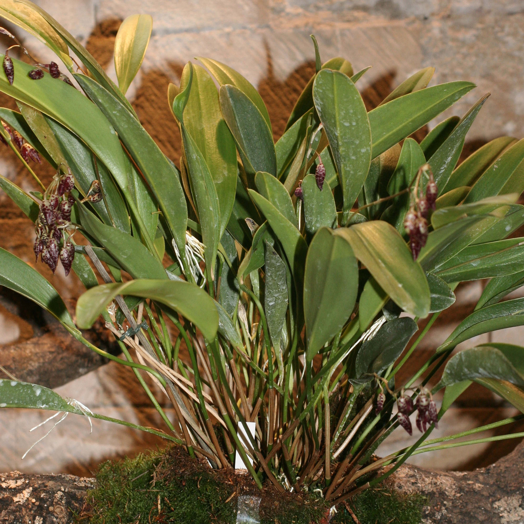 pleurothallis_navicularis1md