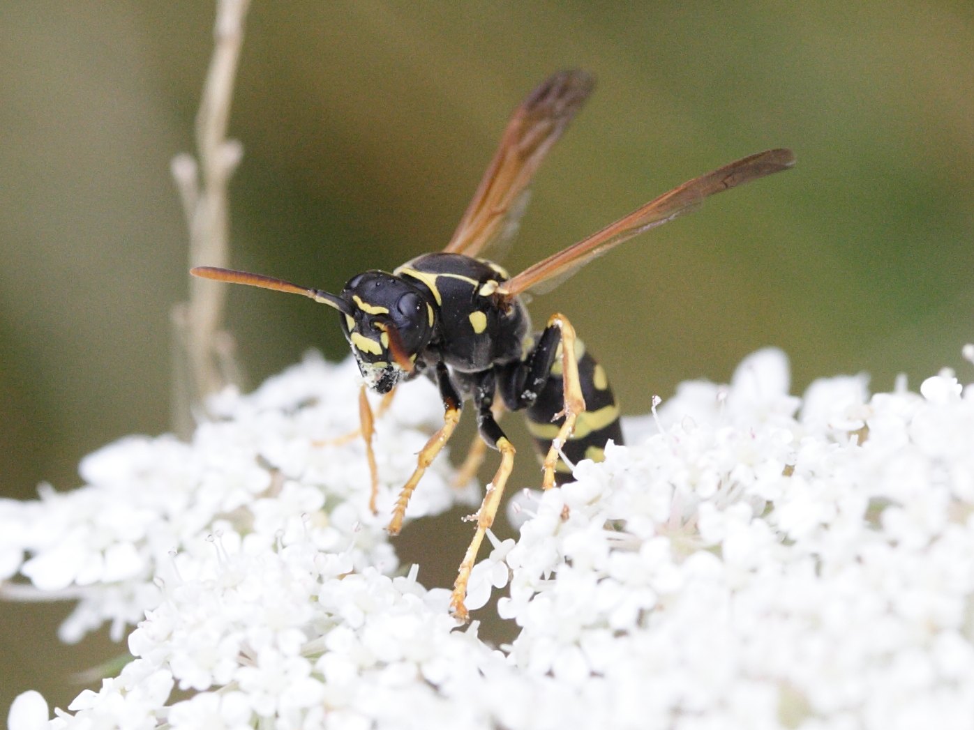 polistes_nimpha3md
