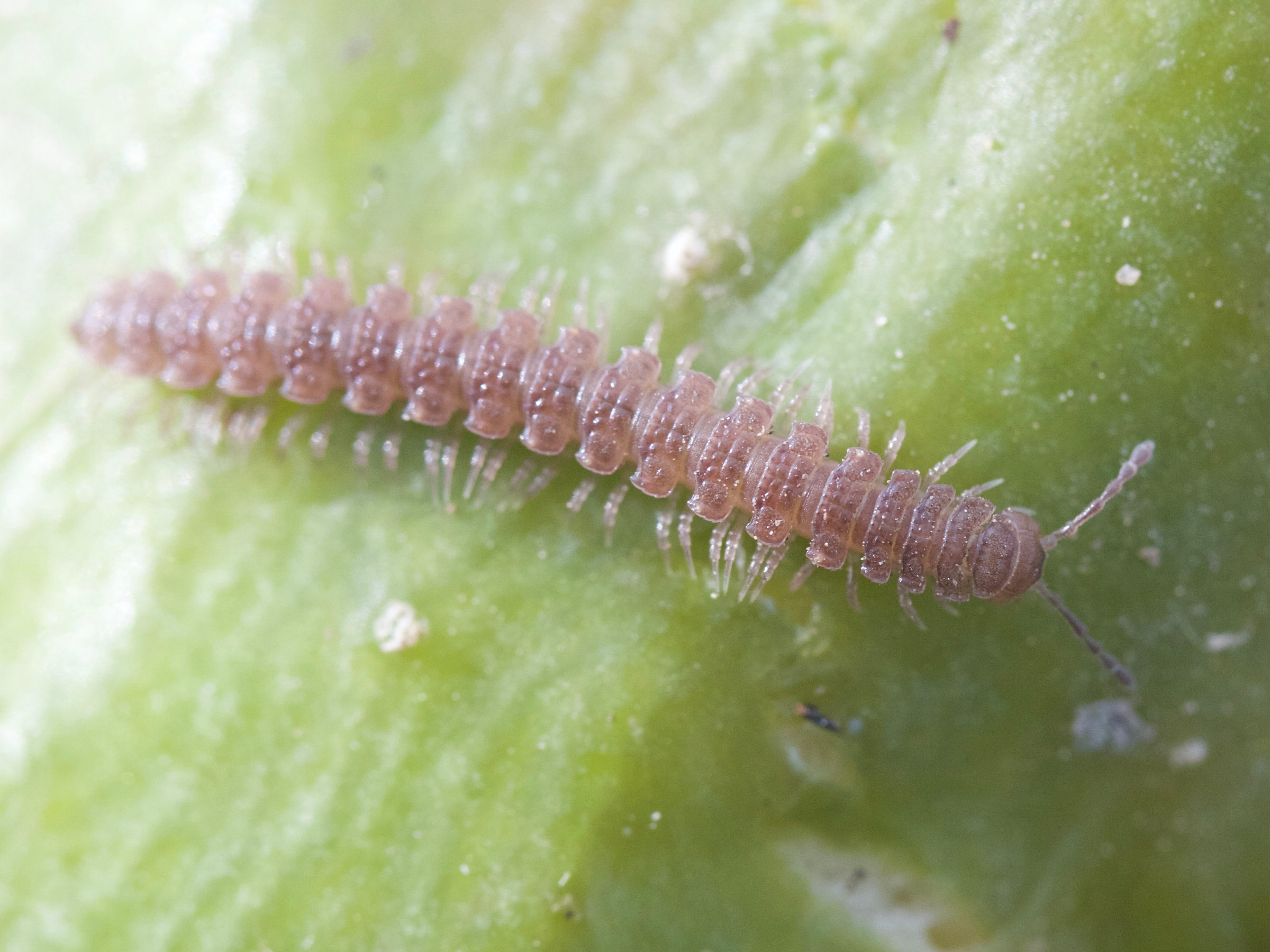 polydesmus_complanatus3md