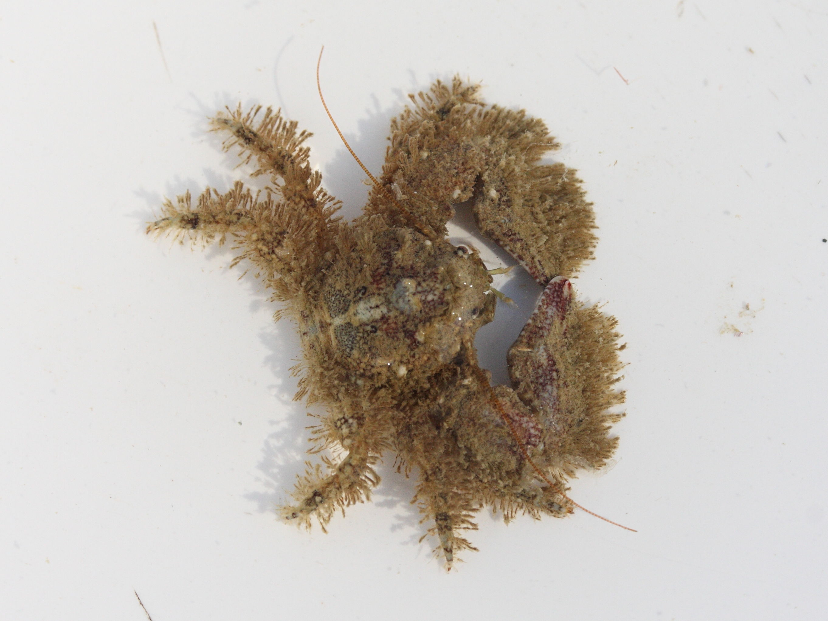 Afficher le média porcellana_platycheles2md porcellana_platycheles2md