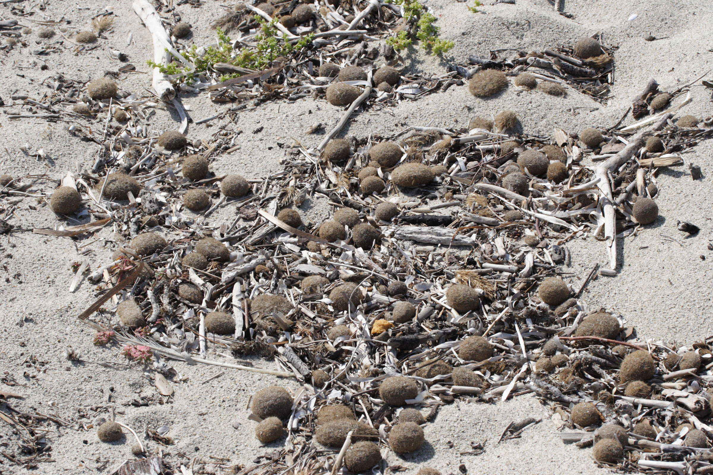 posidonia_oceanica5md