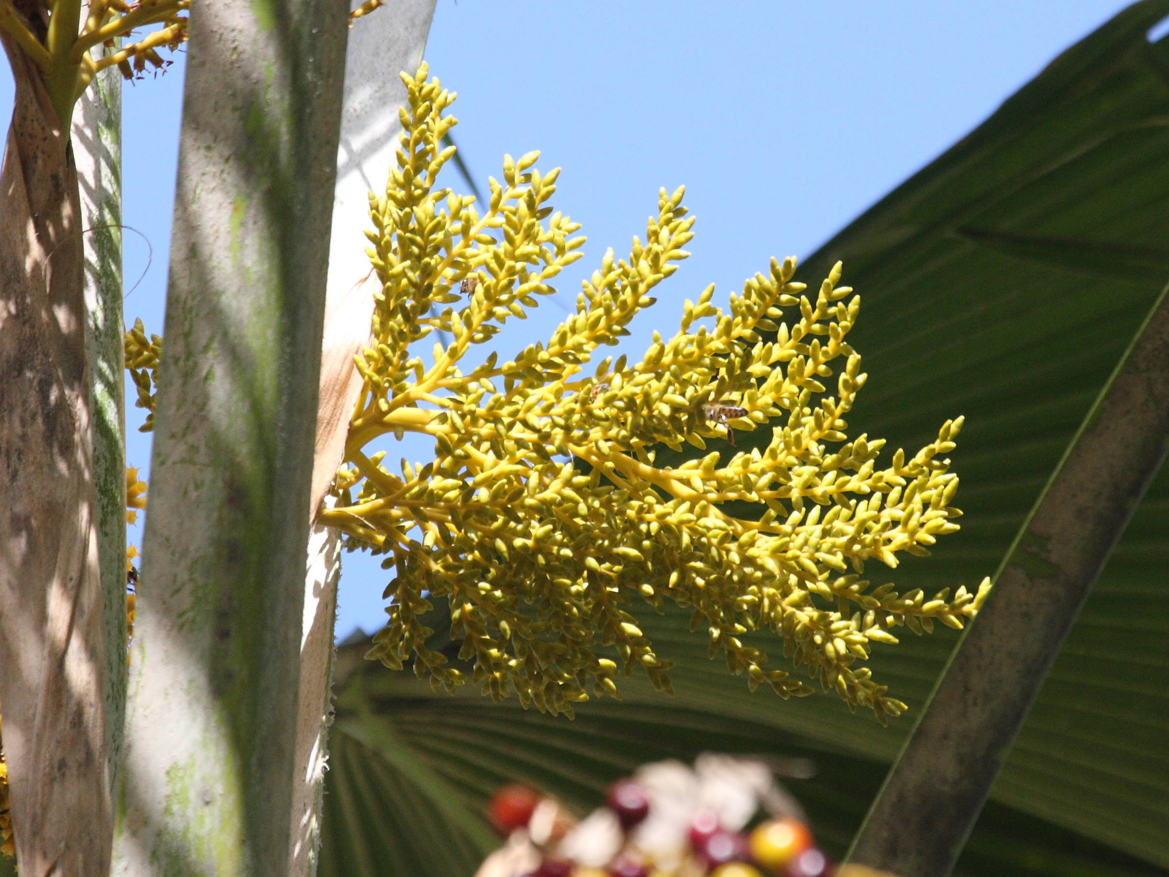 pritchardia_pacifica1bd