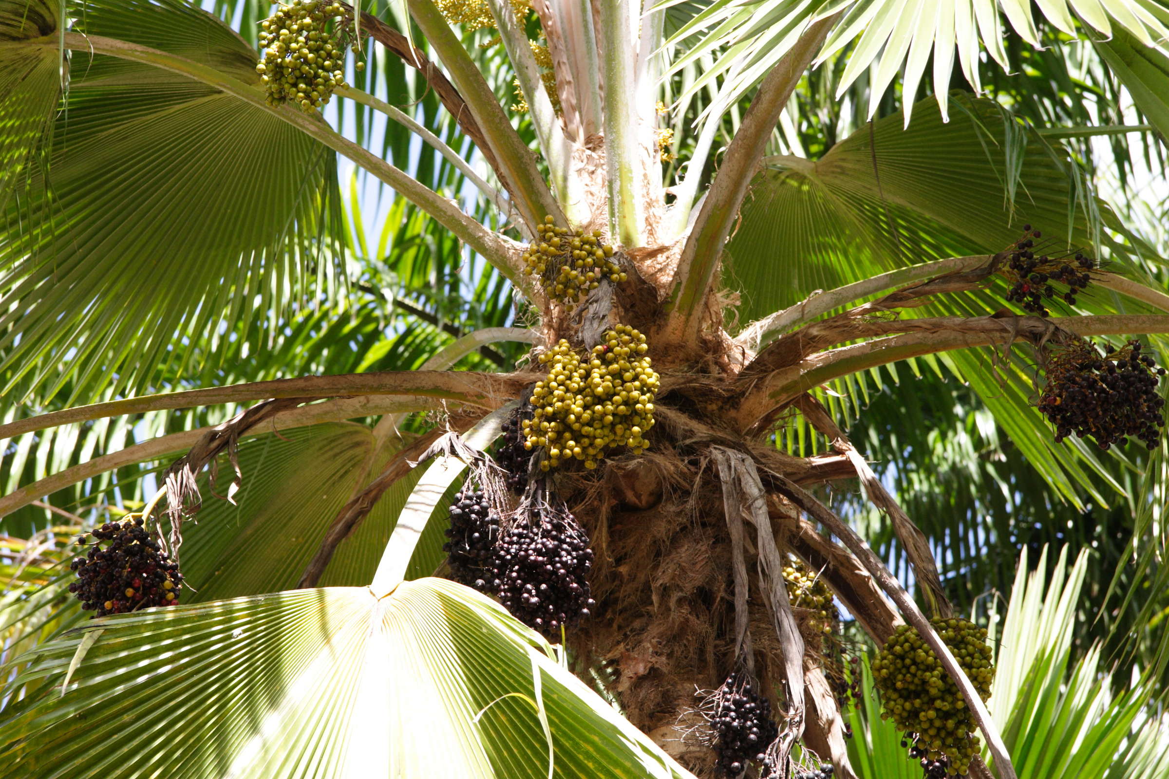 pritchardia_pacifica4md