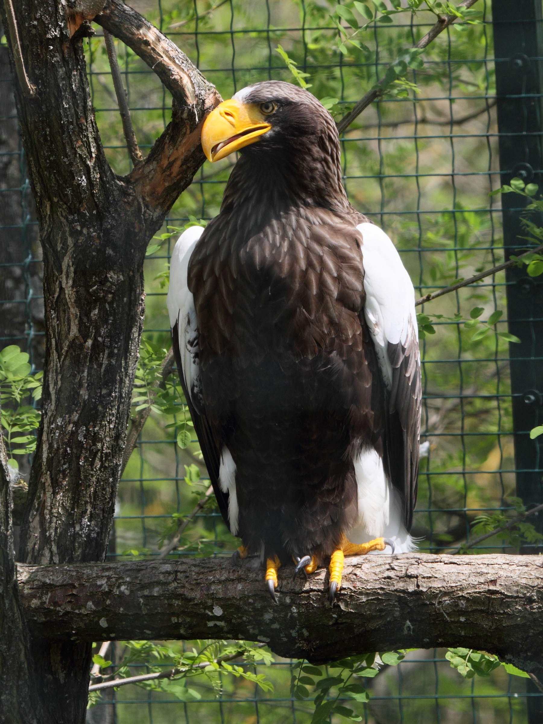 Afficher le média pygargue_de_steller_-_haliaeetus_pelagicus1bd pygargue_de_steller_-_haliaeetus_pelagicus1bd
