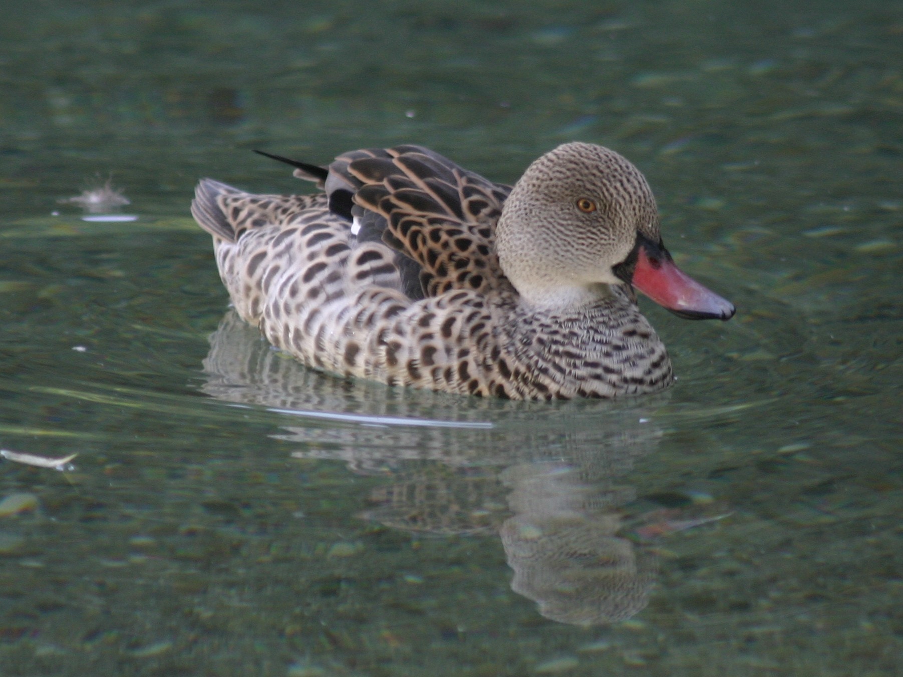 sarcelle_du_cap_-_anas_capensis2sd