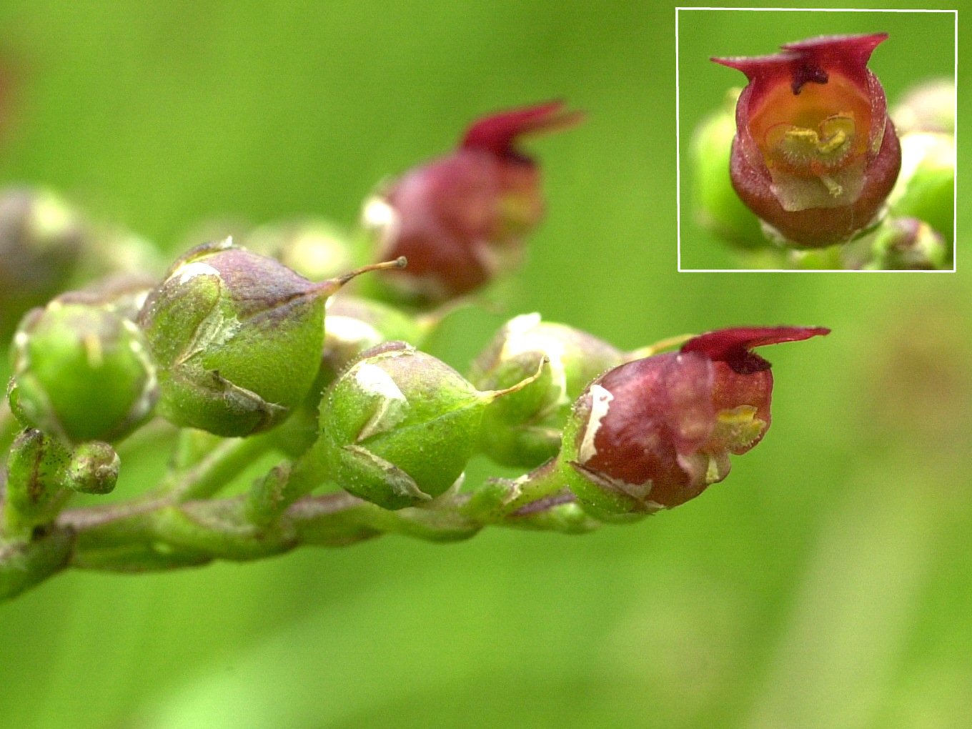 scrophularia_auriculata3bd