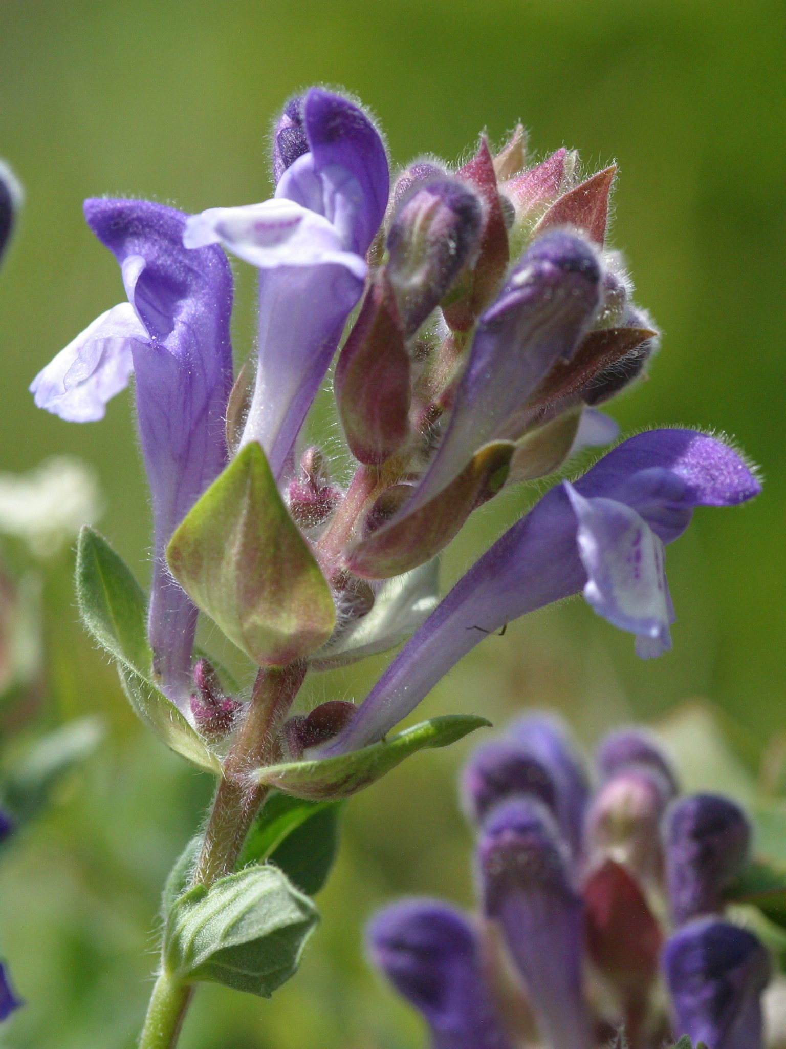 scutellaria_alpina2bd