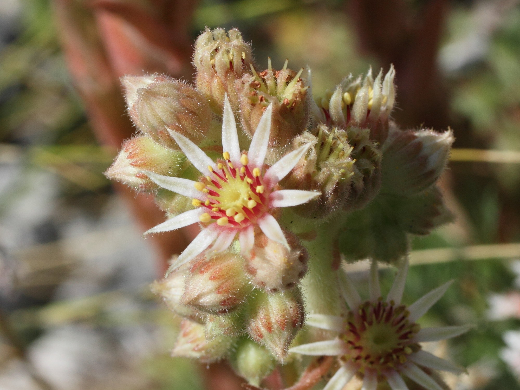 sempervivum_calcareum2md
