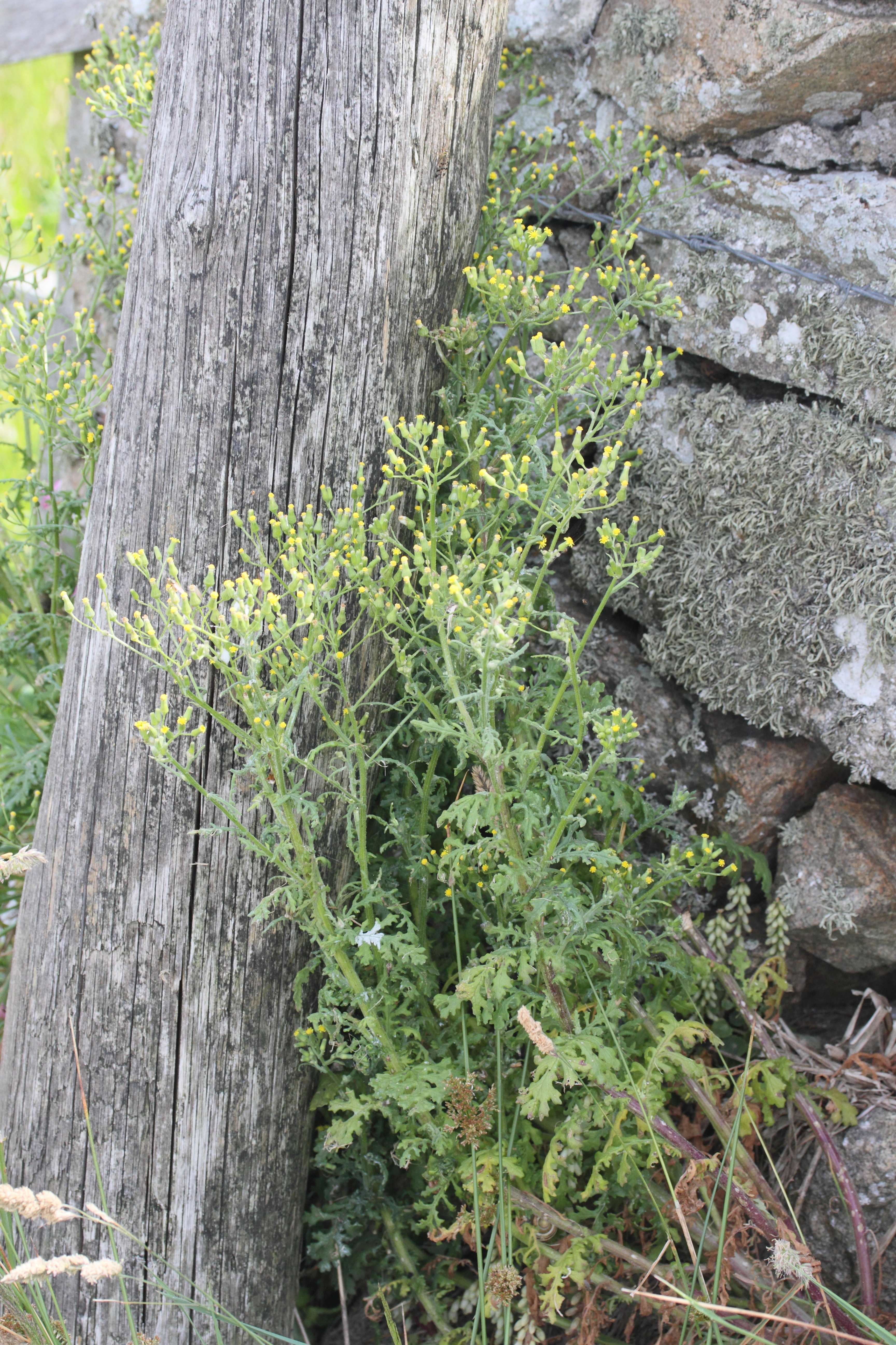 senecio_sylvaticus1bmd