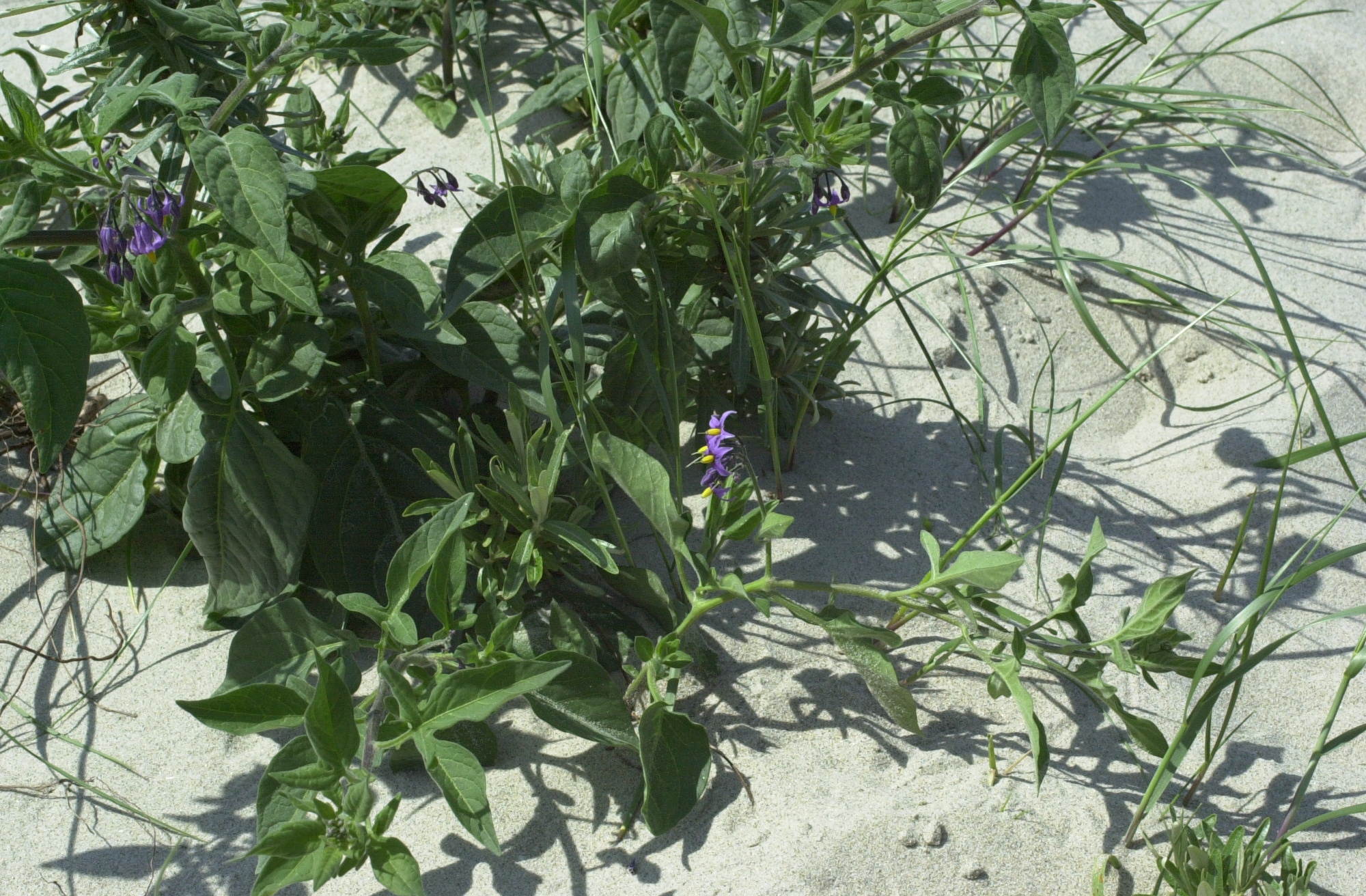 Afficher le média solanum_dulcamara1md solanum_dulcamara1md