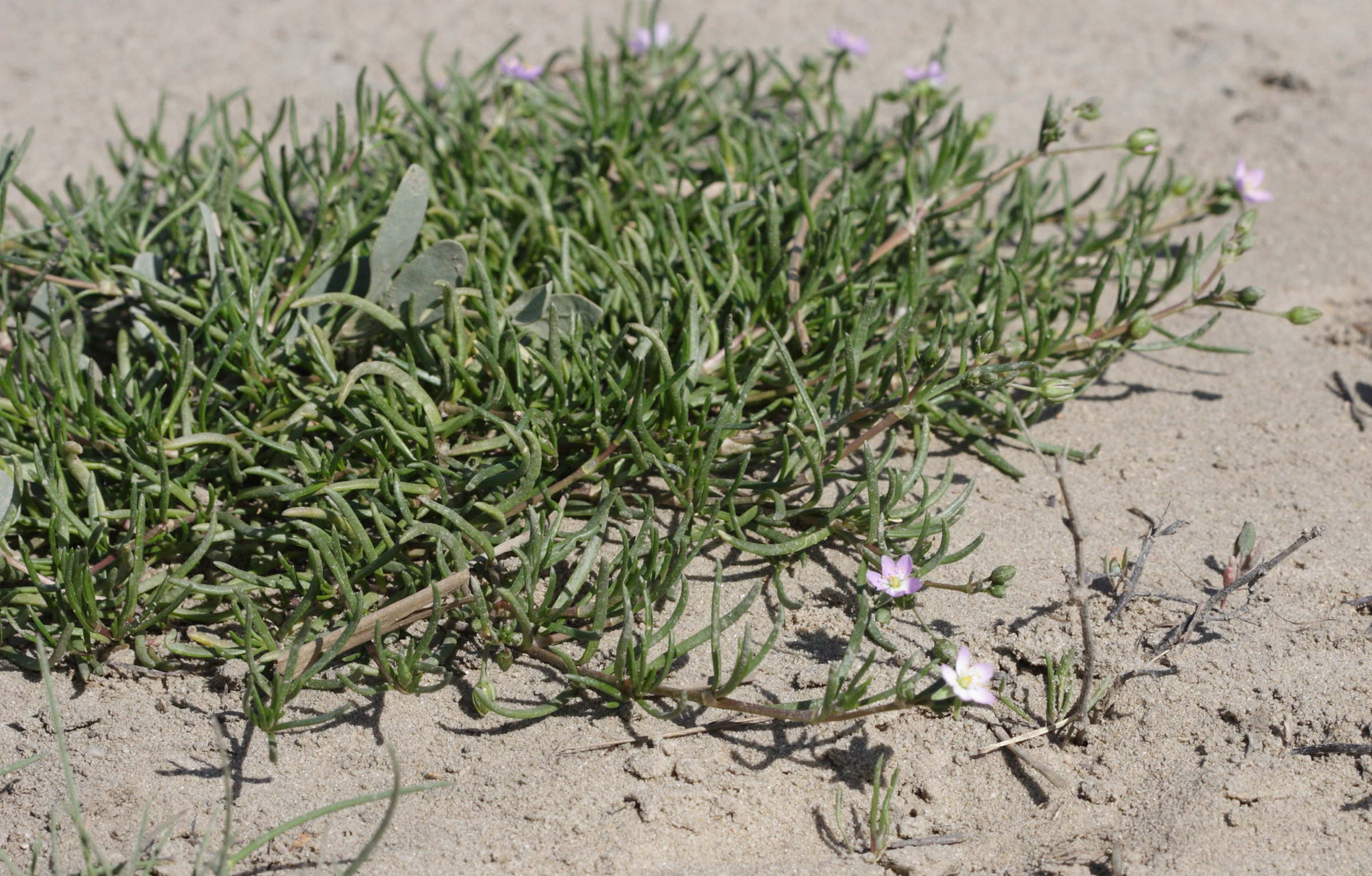 Afficher le média spergularia_marina1bd spergularia_marina1bd