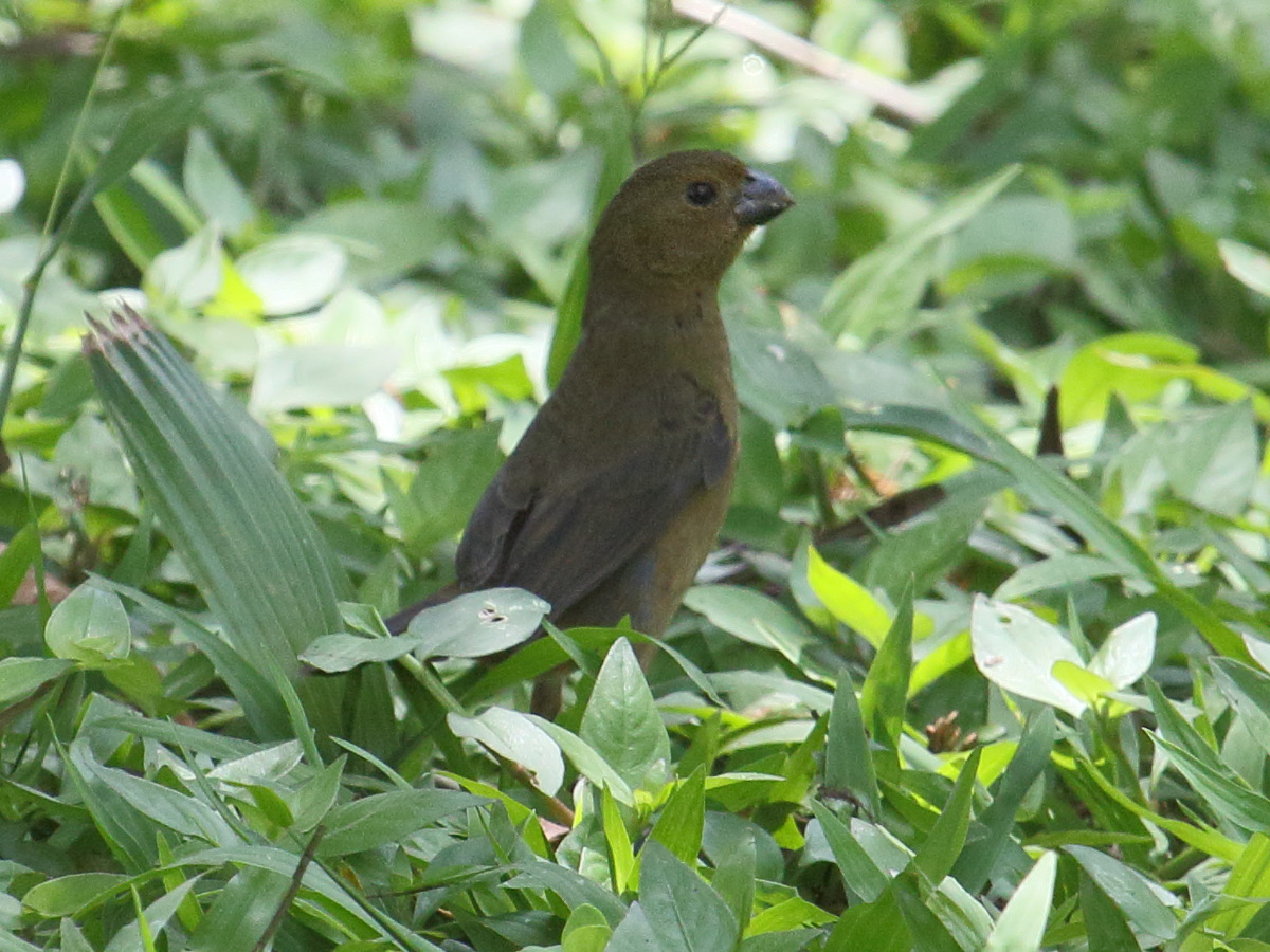 sporophile_variable_-_sporophila_corvina2bd