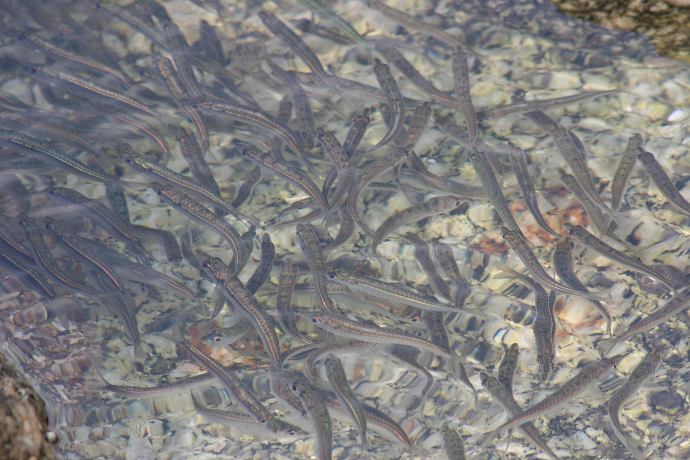 sprattus_sprattus2md