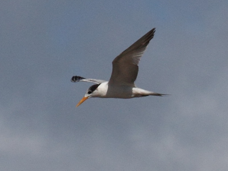 sterne_voyageuse_-_thalasseus_bengalensis2bd