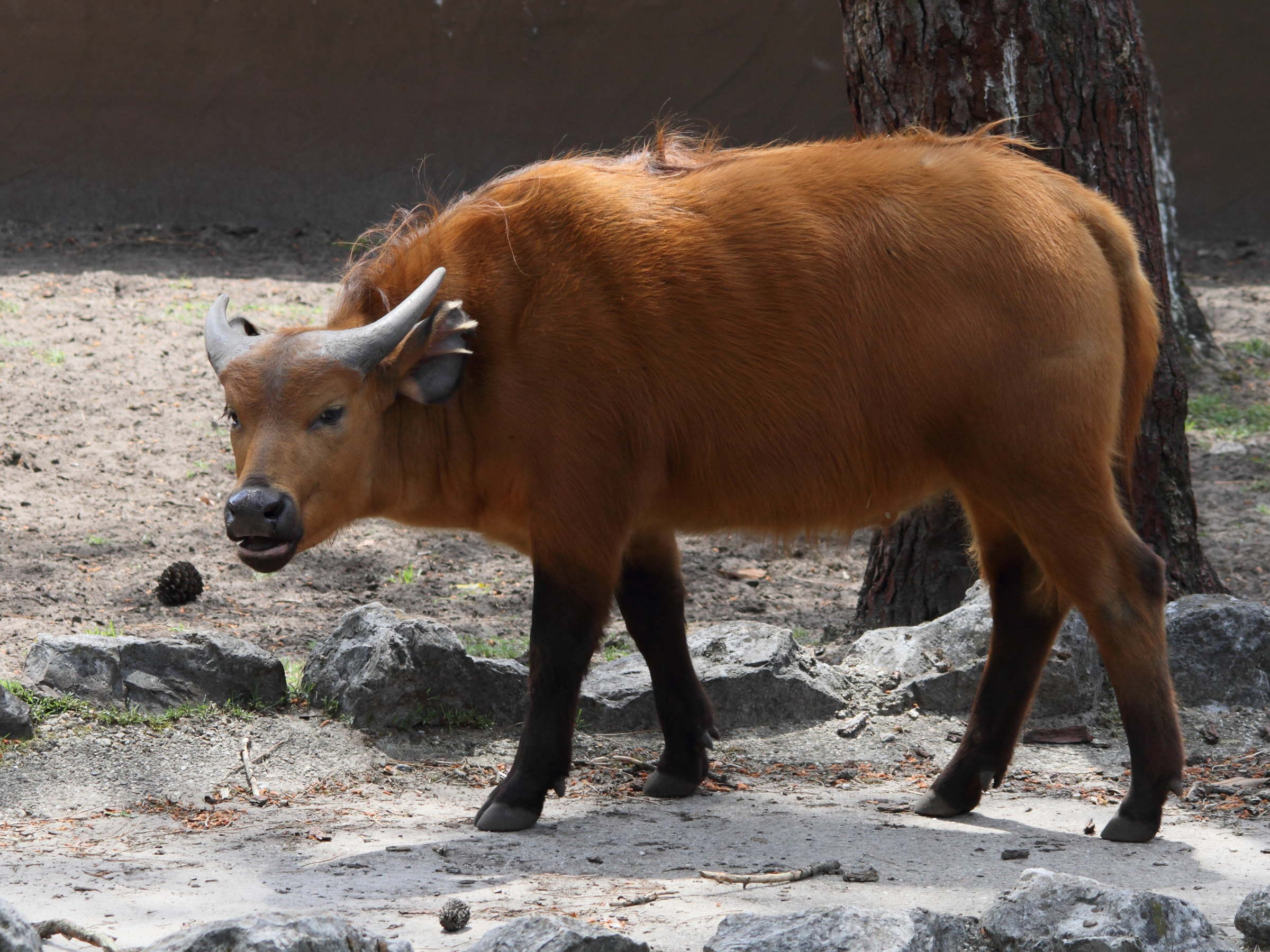 syncerus_caffer_nanus1bd