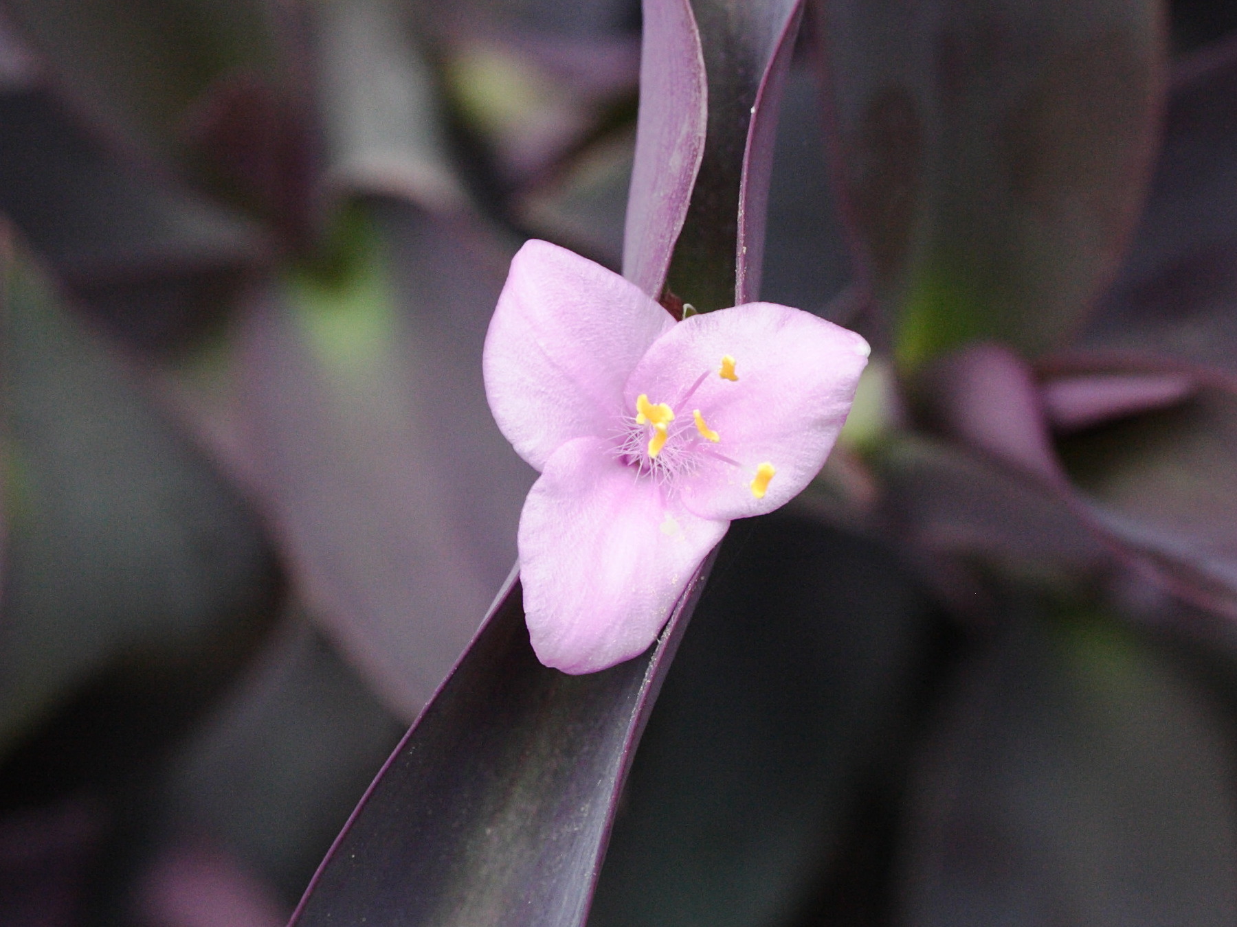 tradescantia_pallida5md