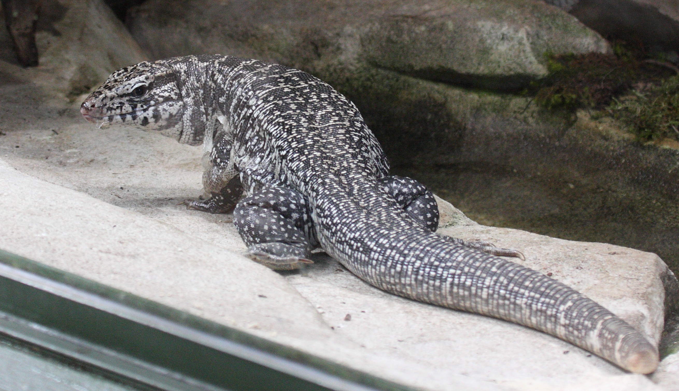 tupinambis_teguixin1bd