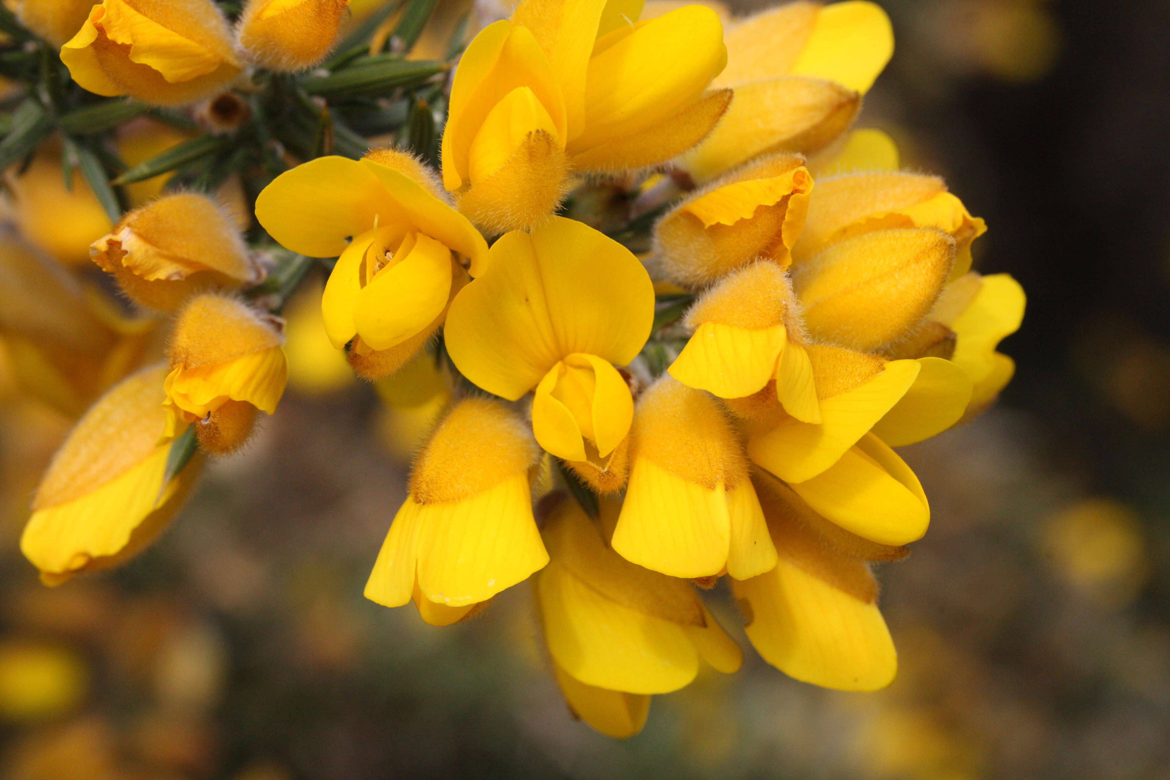 ulex_europaeus1bmd