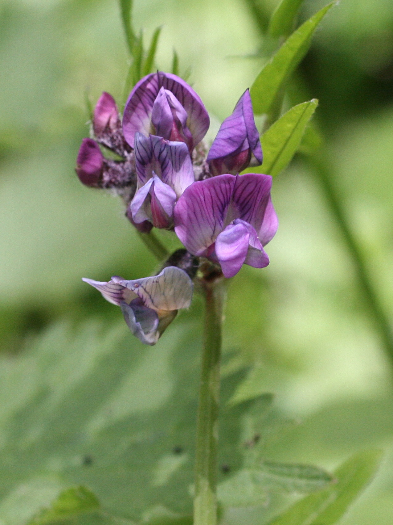 vicia_sepium2bmd