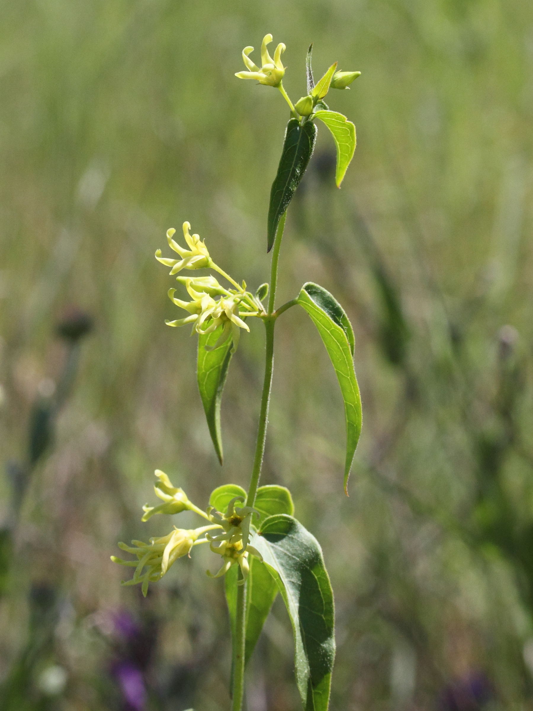 vincetoxicum_hirundinaria5md