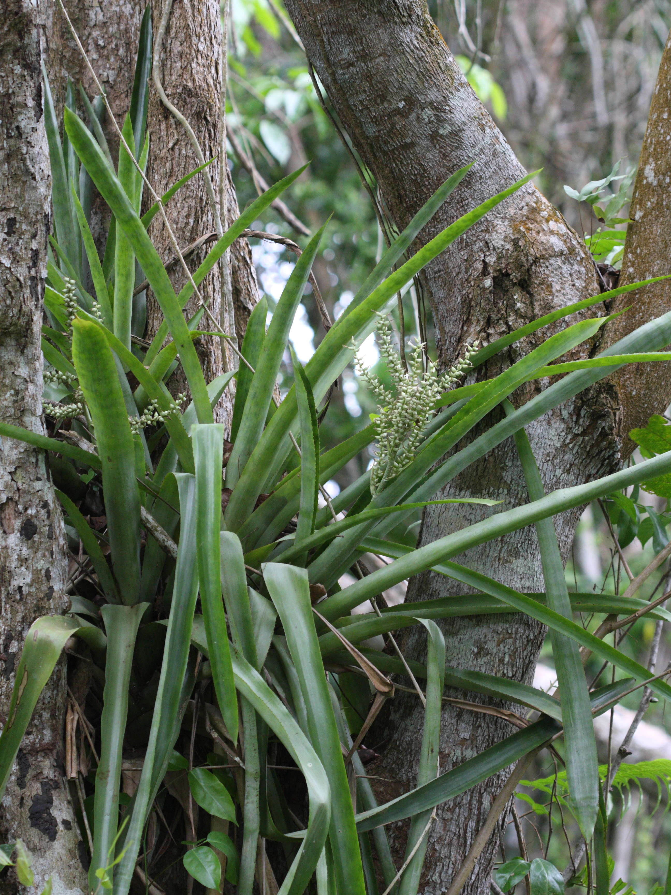 aechmea_lingulata2md