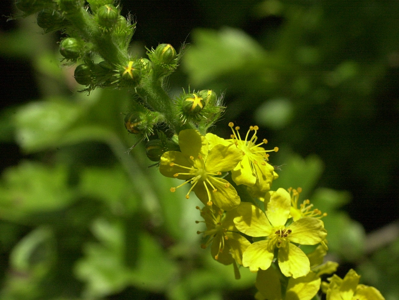 agrimonia_eupatoria2md