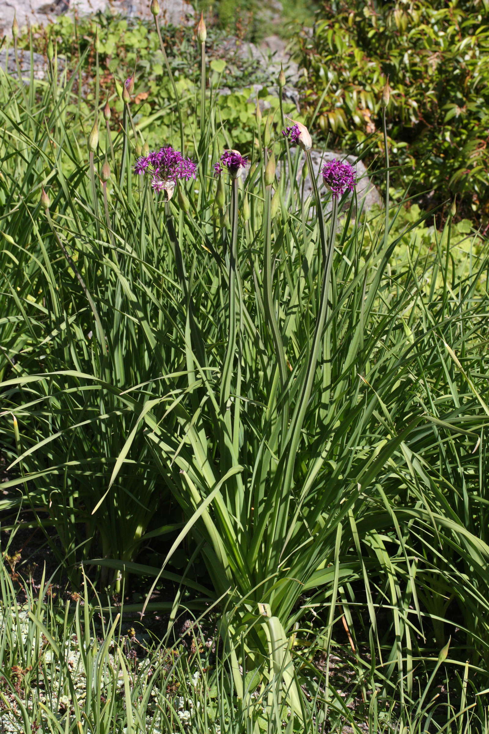 allium_stellatum1md