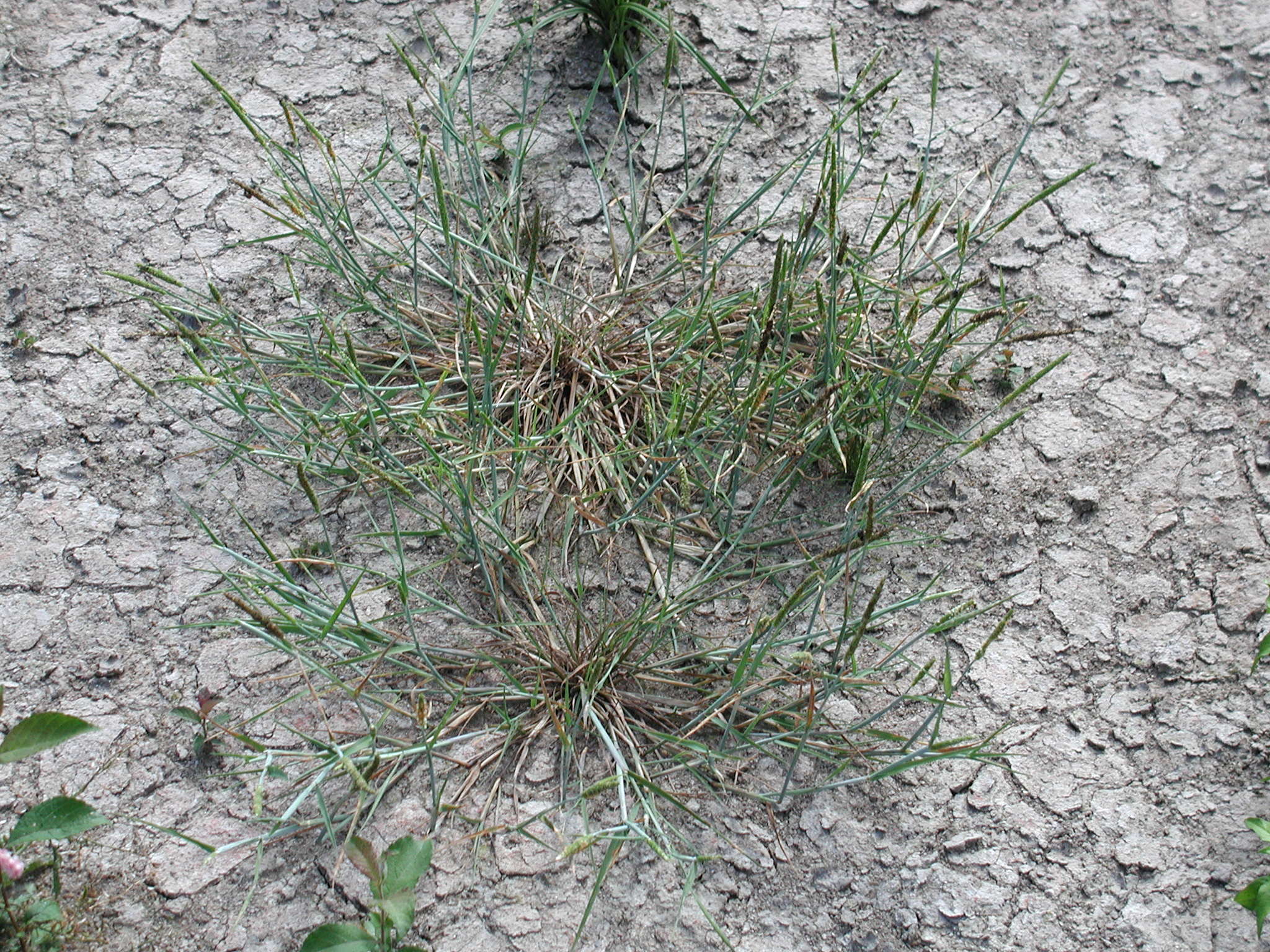 alopecurus_geniculatus4md