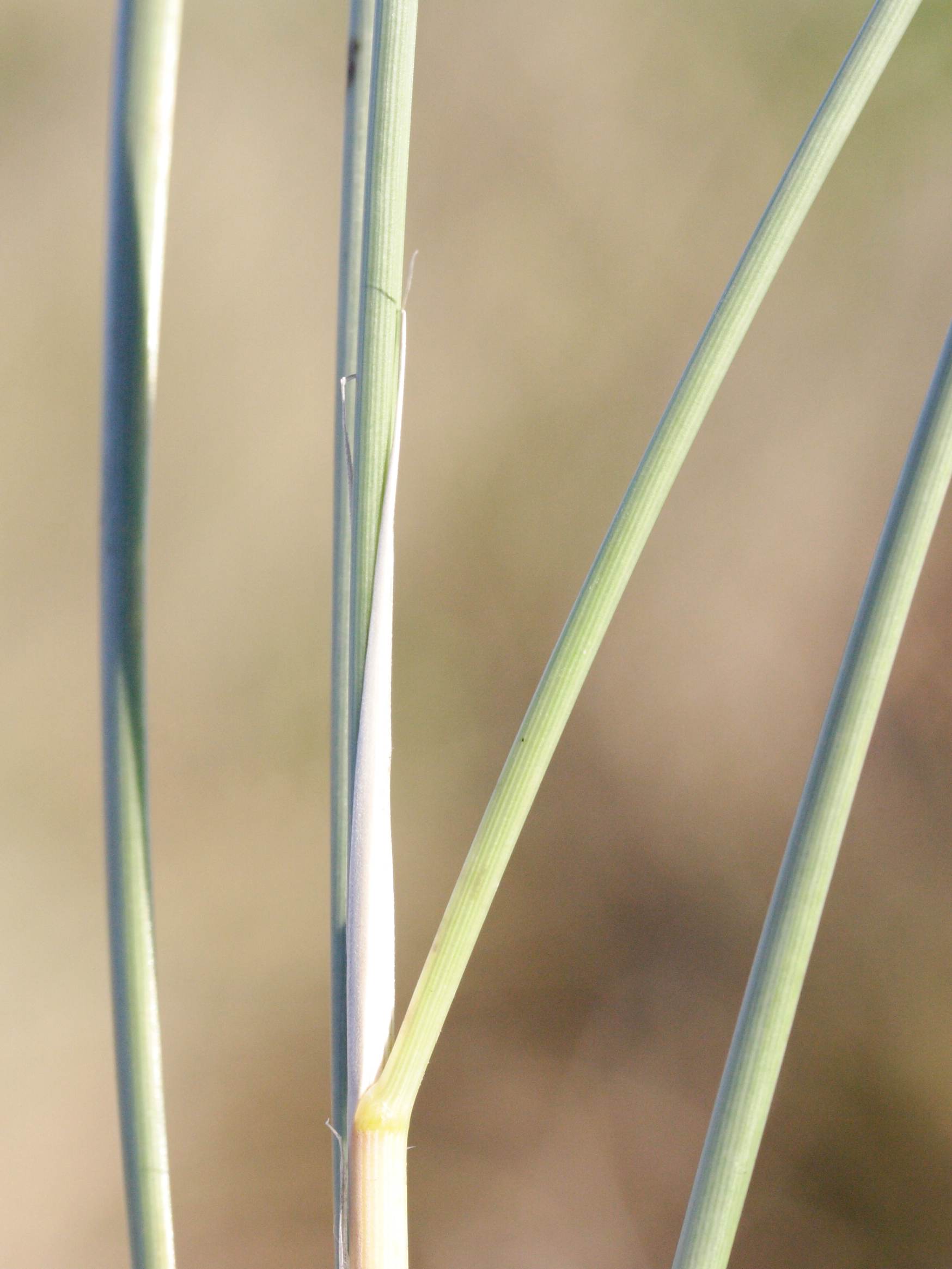 ammophila_arenaria3bmd