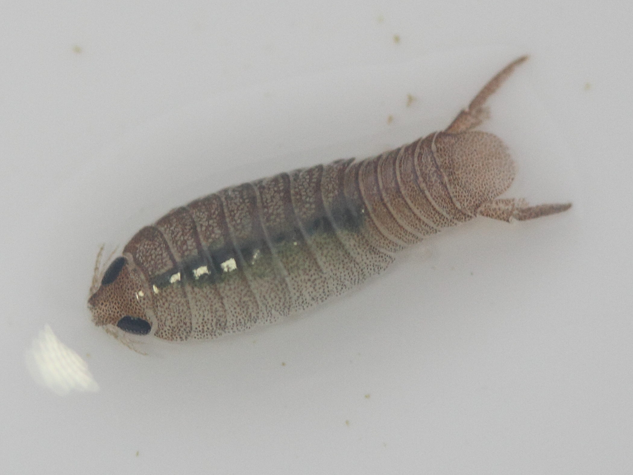 anilocra_frontalis1md