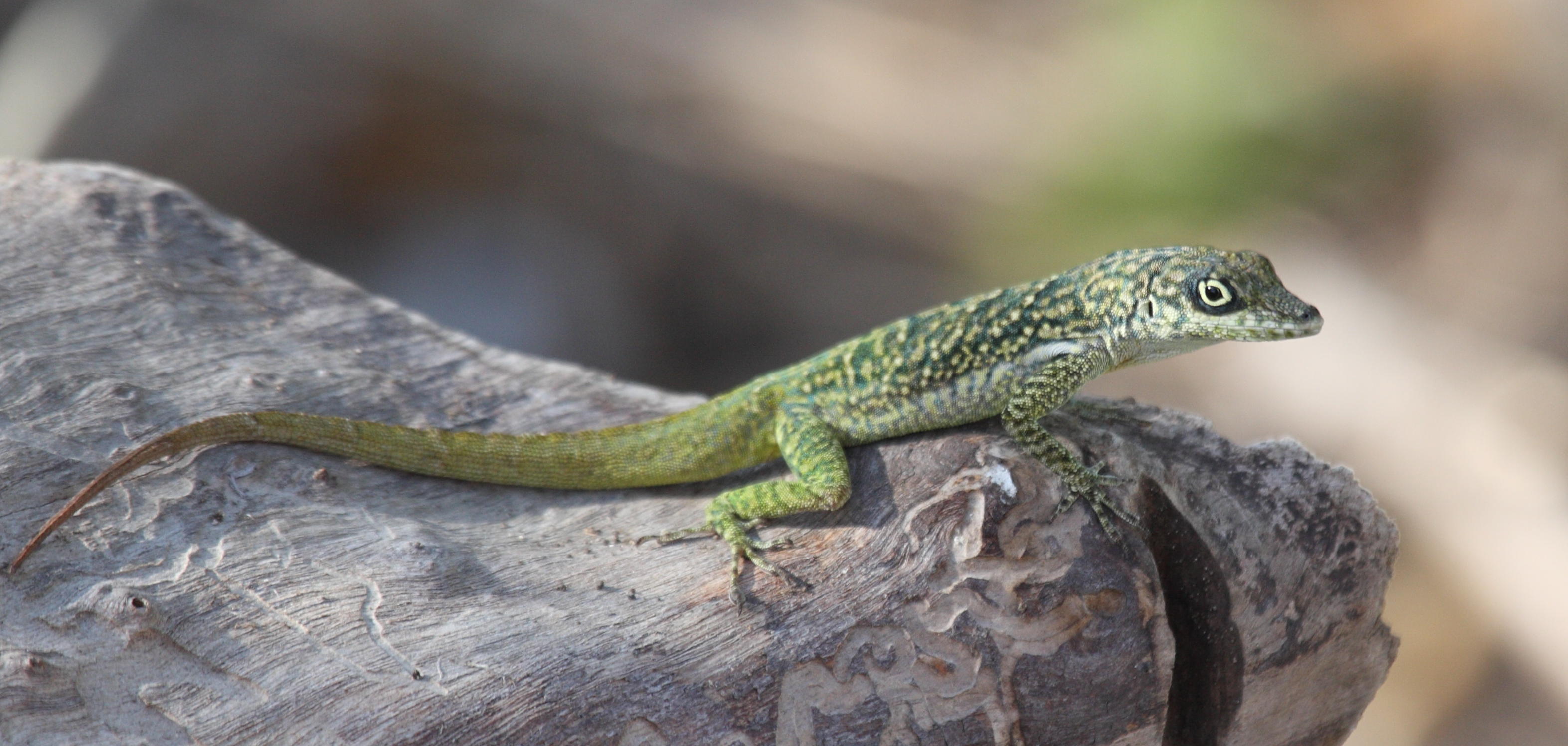 Afficher le média anolis_roquet2bd anolis_roquet2bd