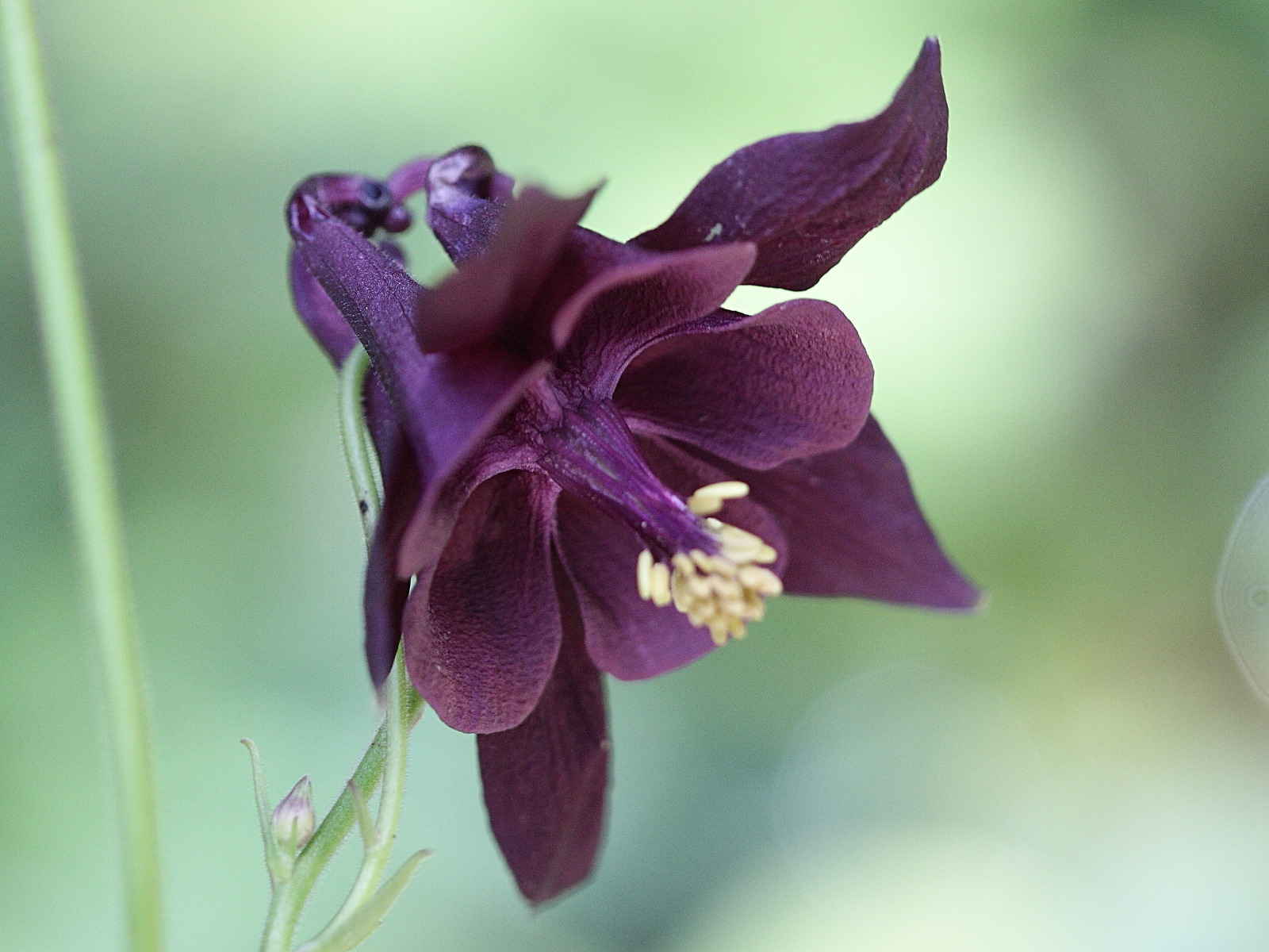 aquilegia_atrata3bd