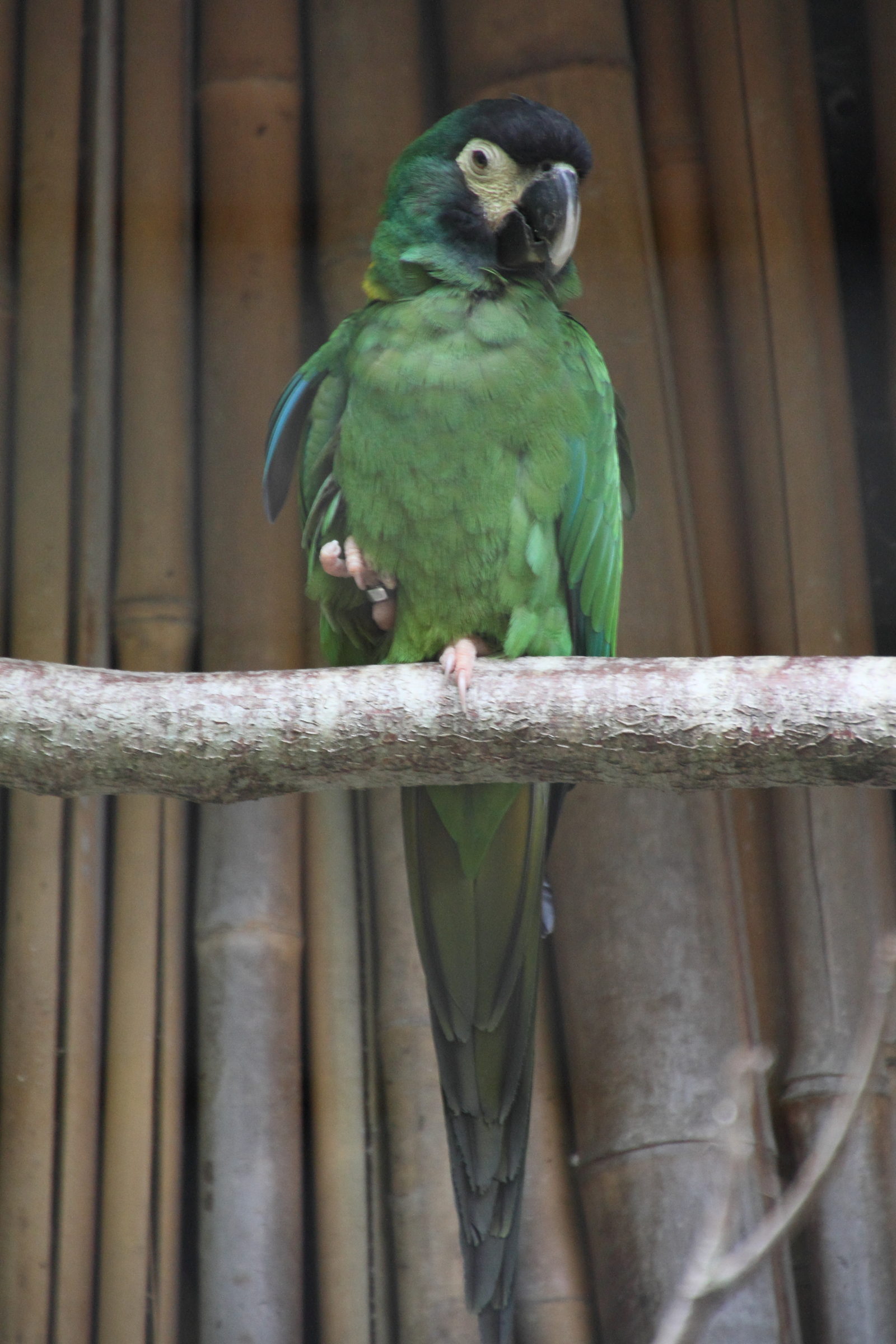 ara_a_collier_jaune_-_primolius_auricollis1md