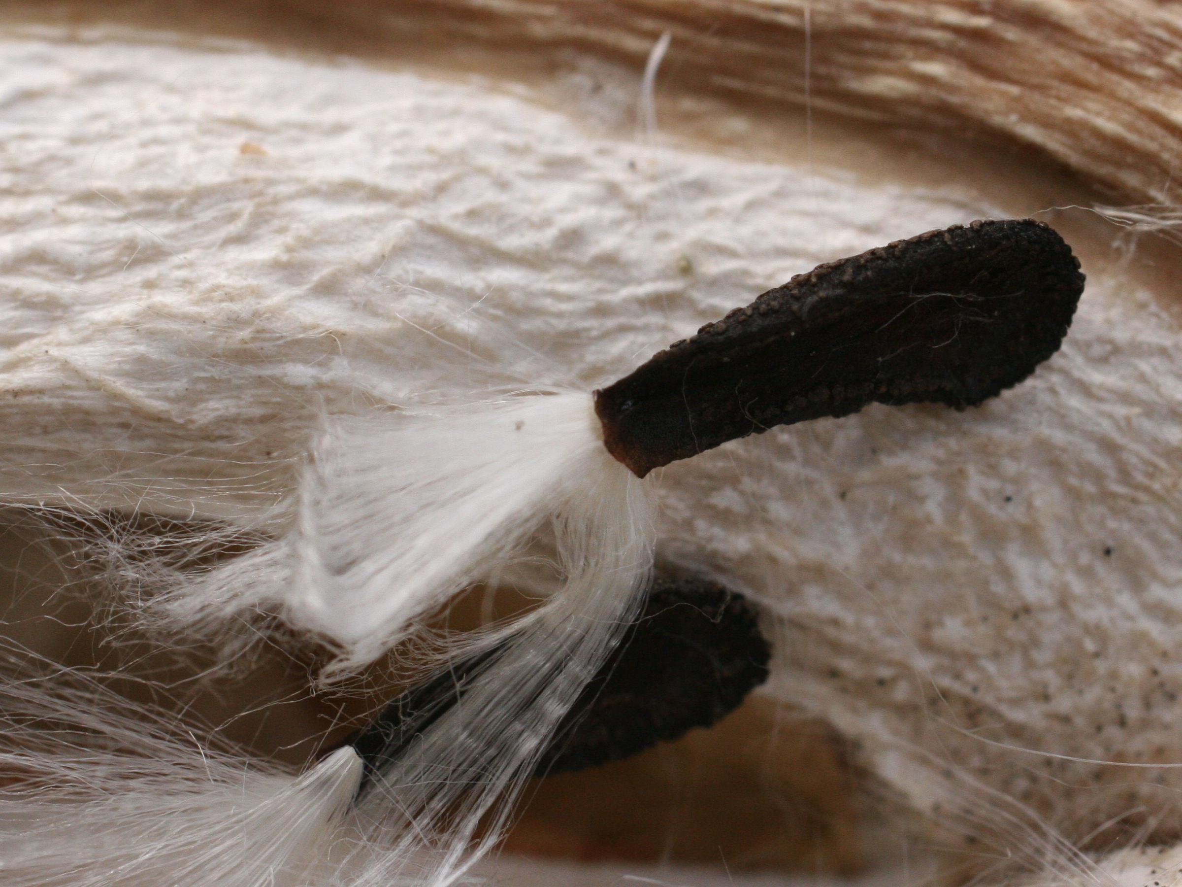 araujia_sericifera7md