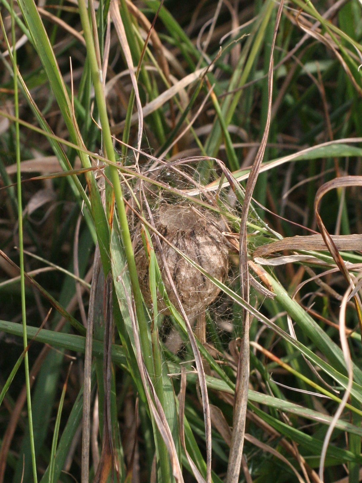 Afficher le média argiope_bruennichi_cocon3md argiope_bruennichi_cocon3md