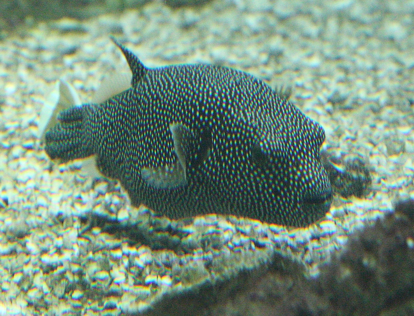 Afficher le média arothron_meleagris1bd arothron_meleagris1bd